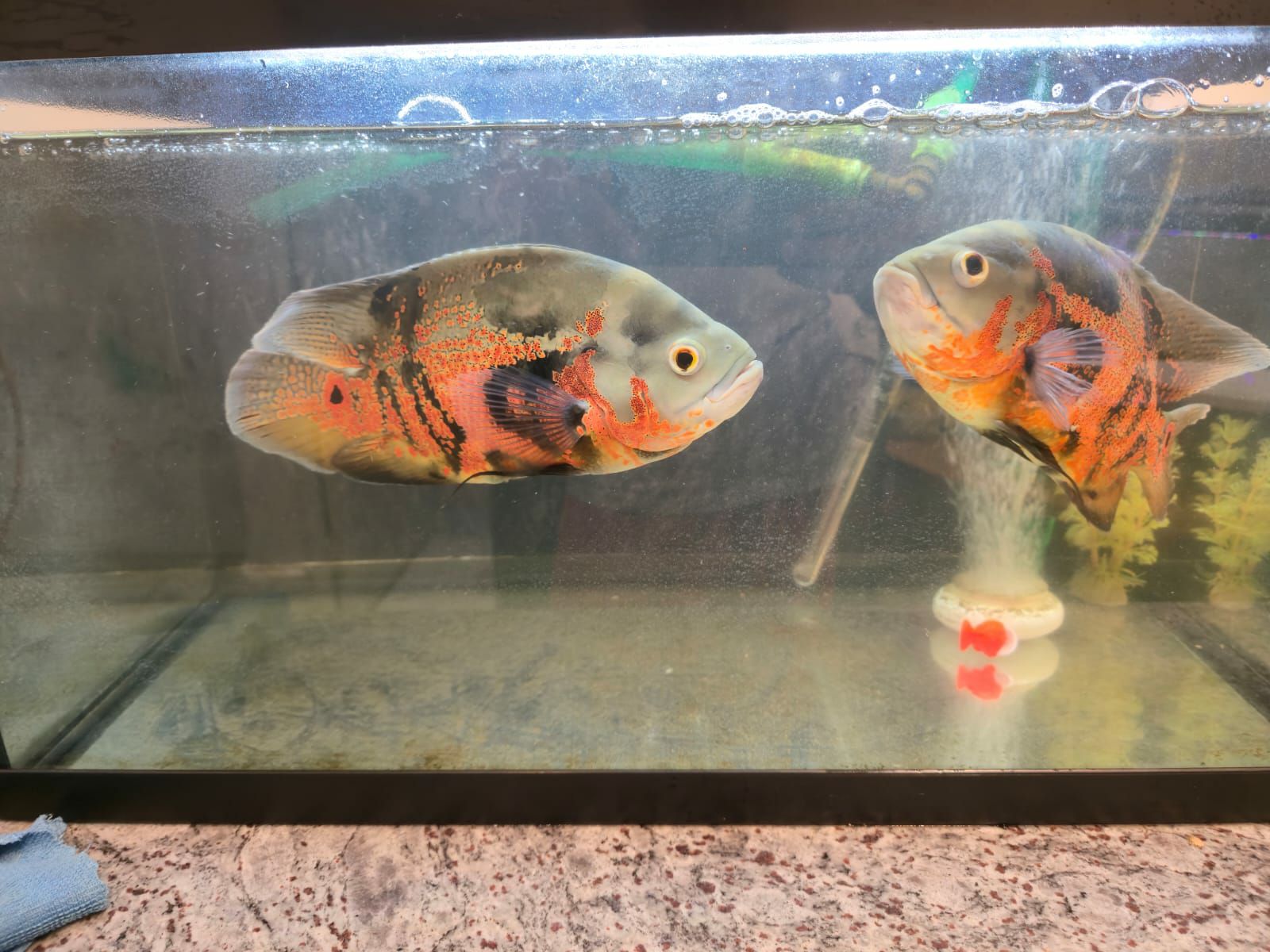 2 Big Oscars for Sale - Image 1
