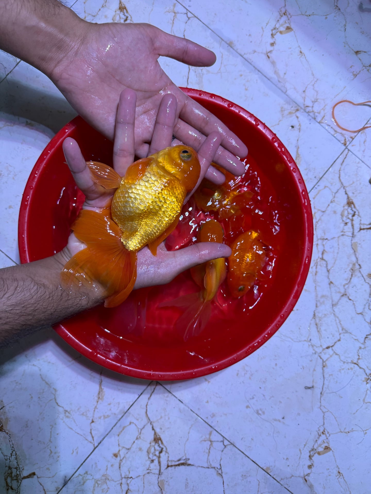 Oranda goldfish jumbo pair - Image 2