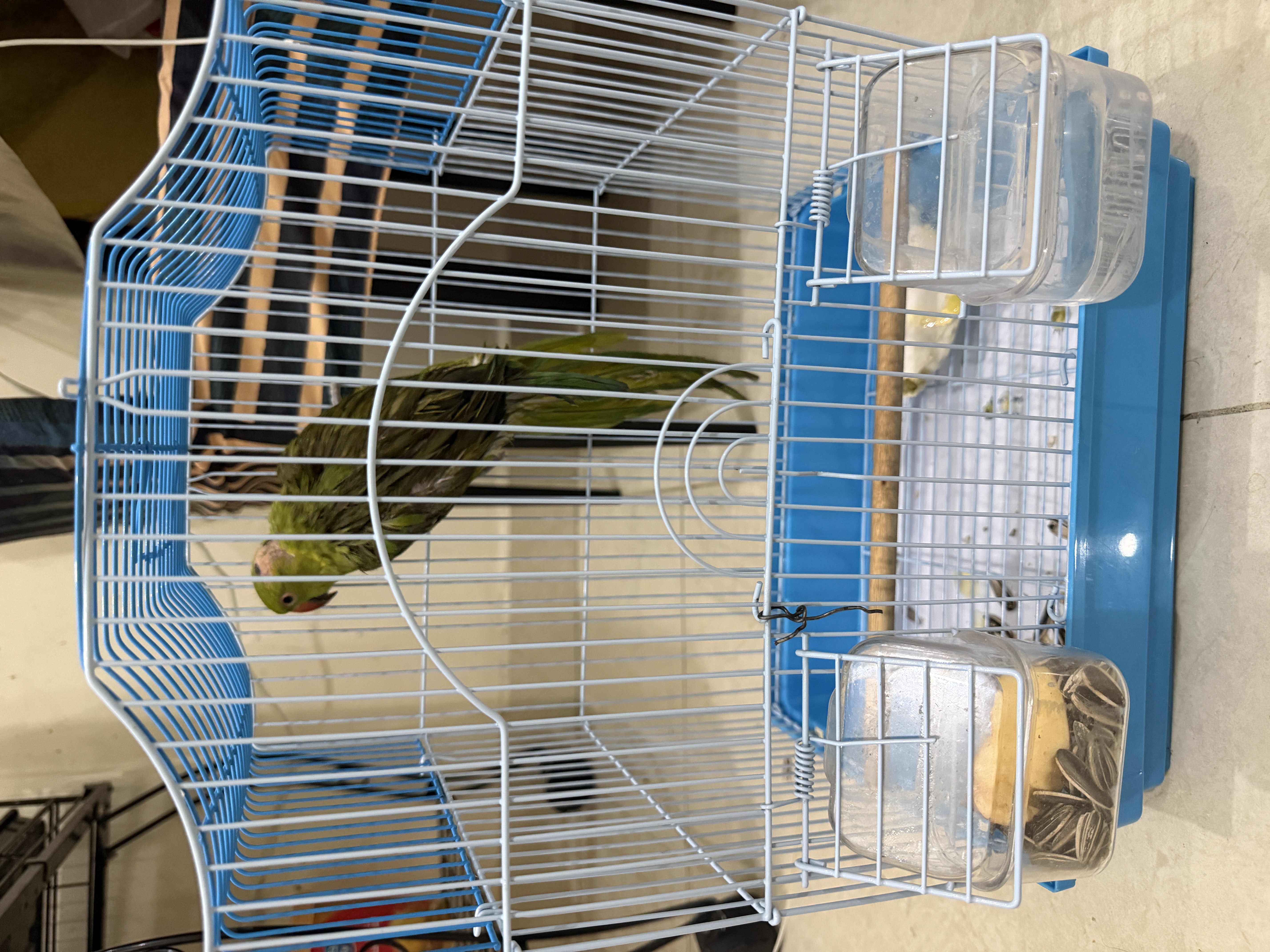 Parrots for Sale with Cages & Accessories - Image 3