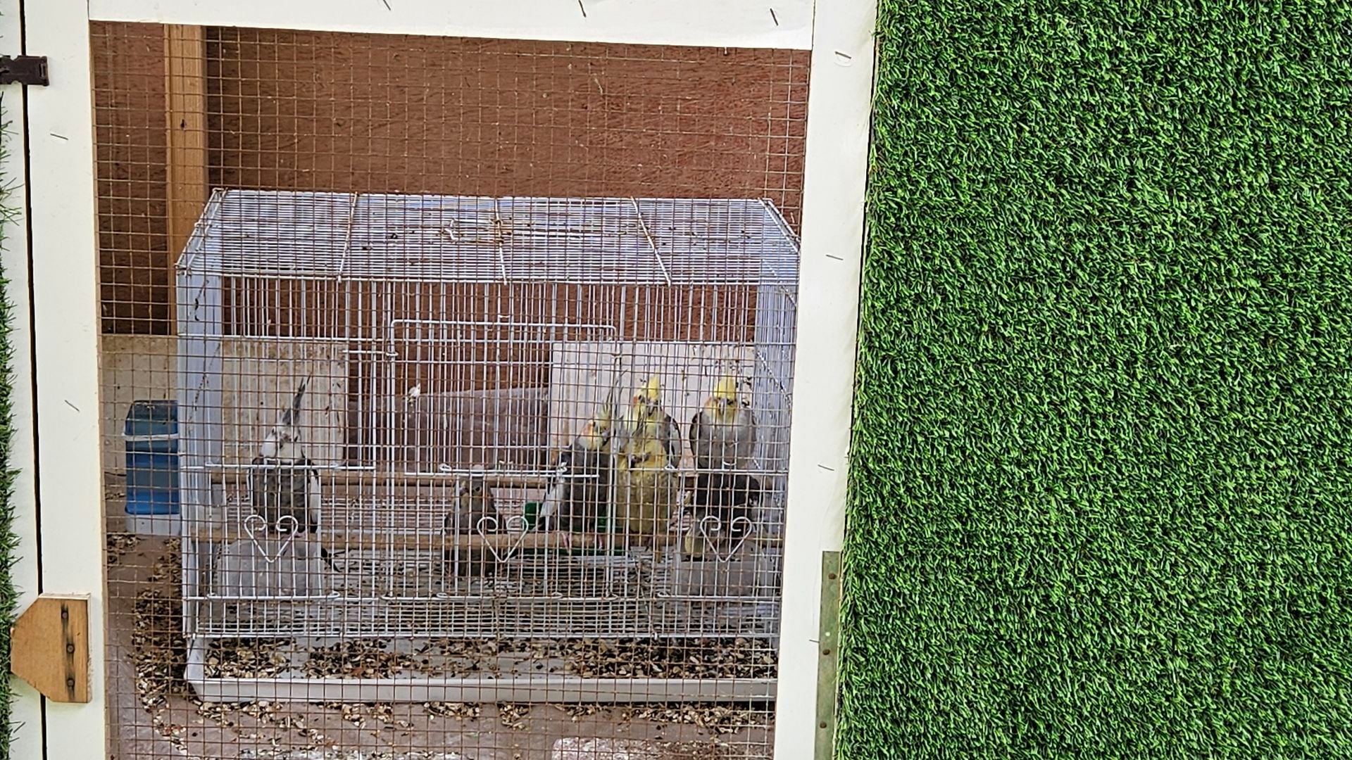 Big wooden cage and Birds for Urgent sale  - Image 3