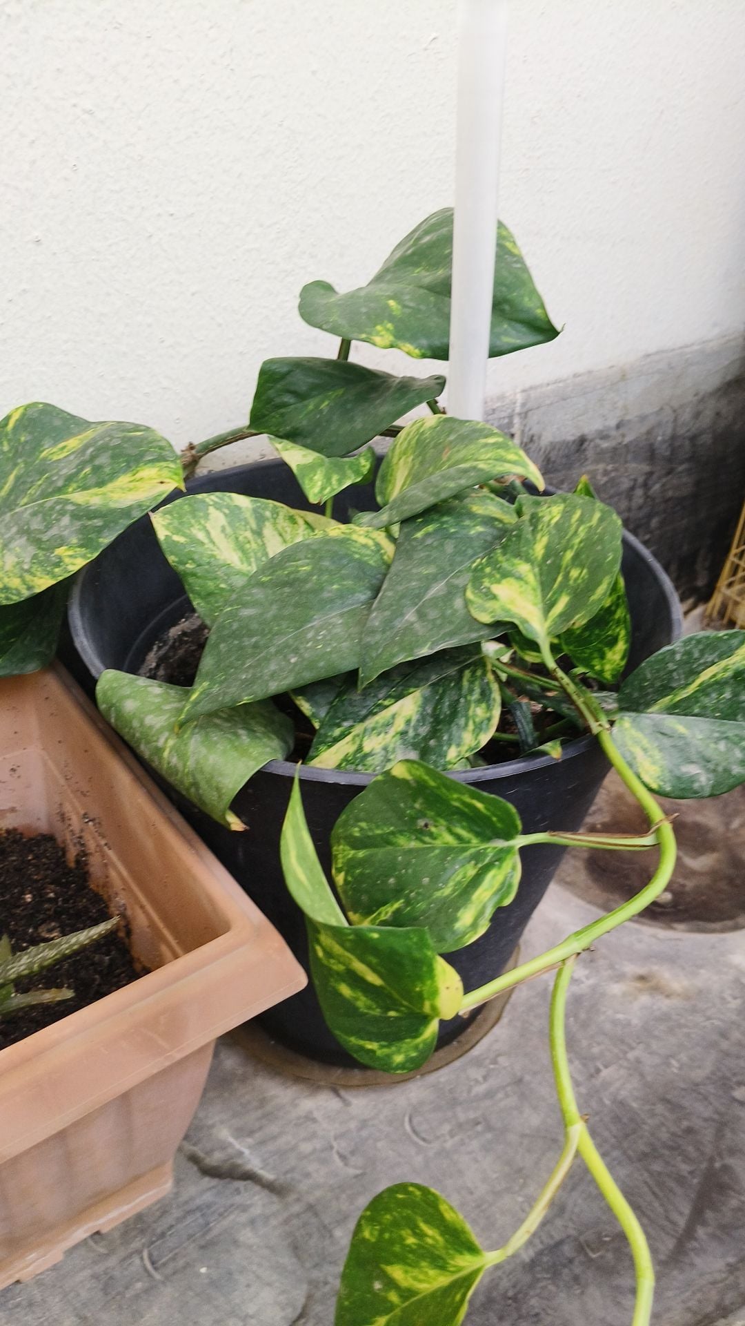 Fresh money plants for home decor  - Image 4