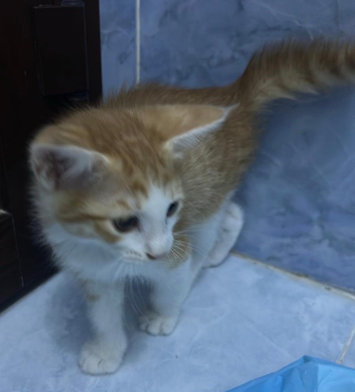 Kitten for adoption  - Image 2
