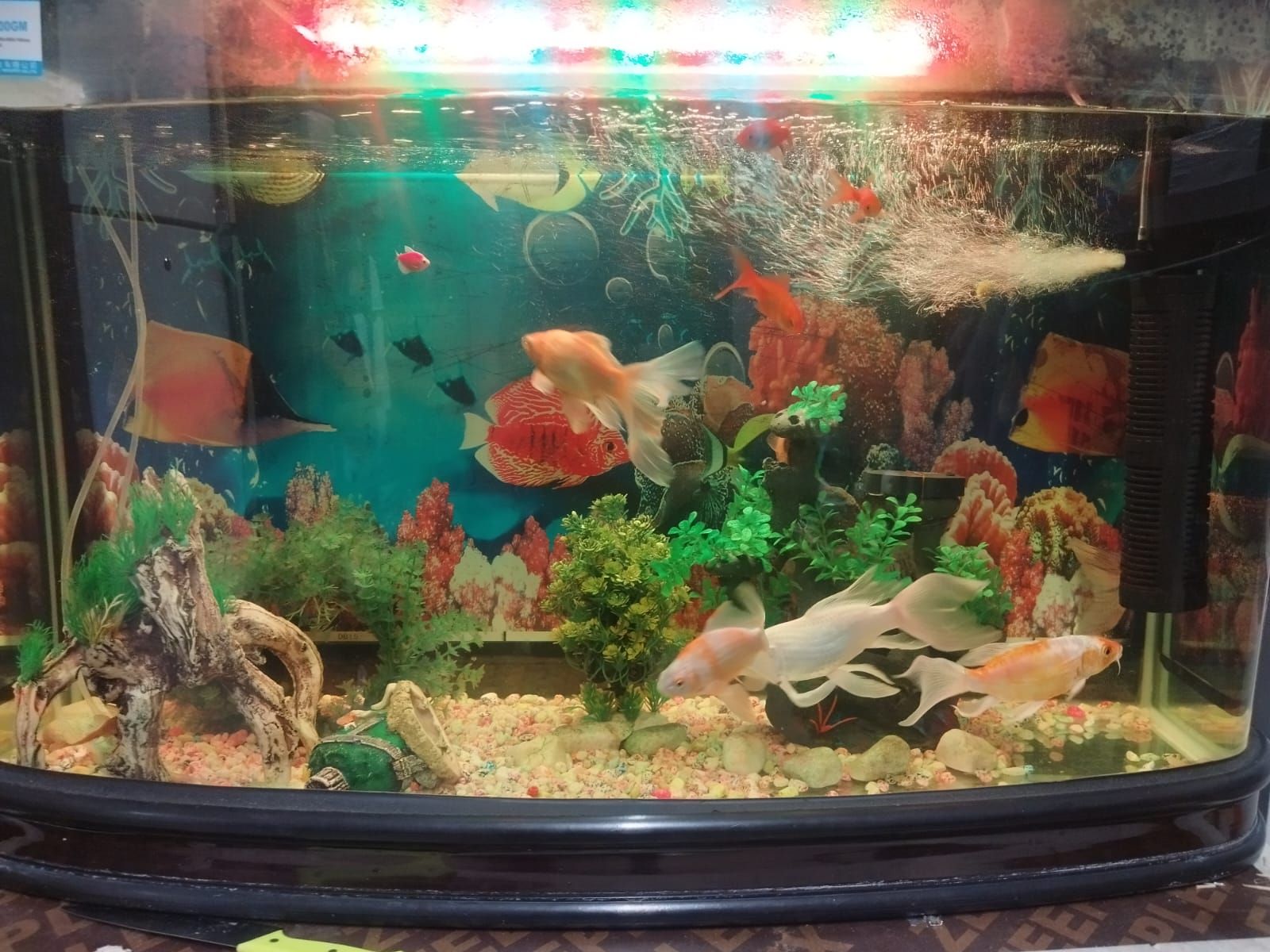 Aquarium with all items  - Image 4