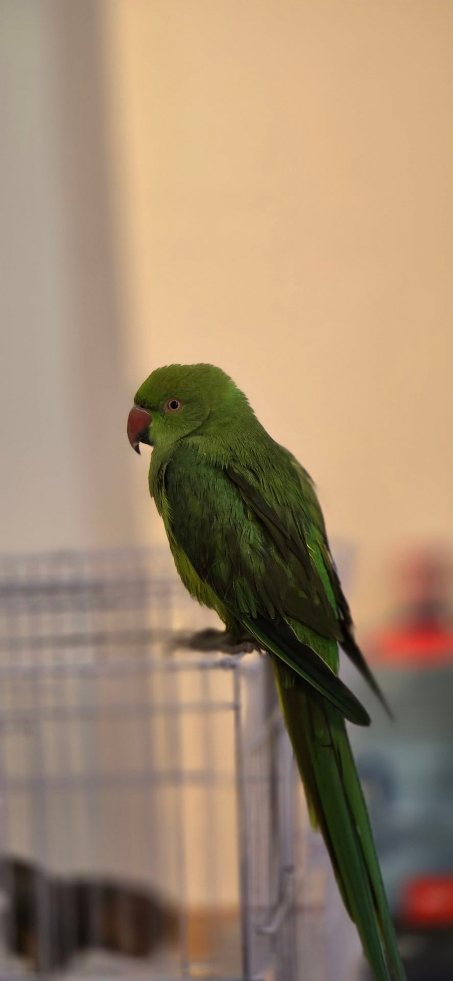 INDIAN PARROT - Image 2