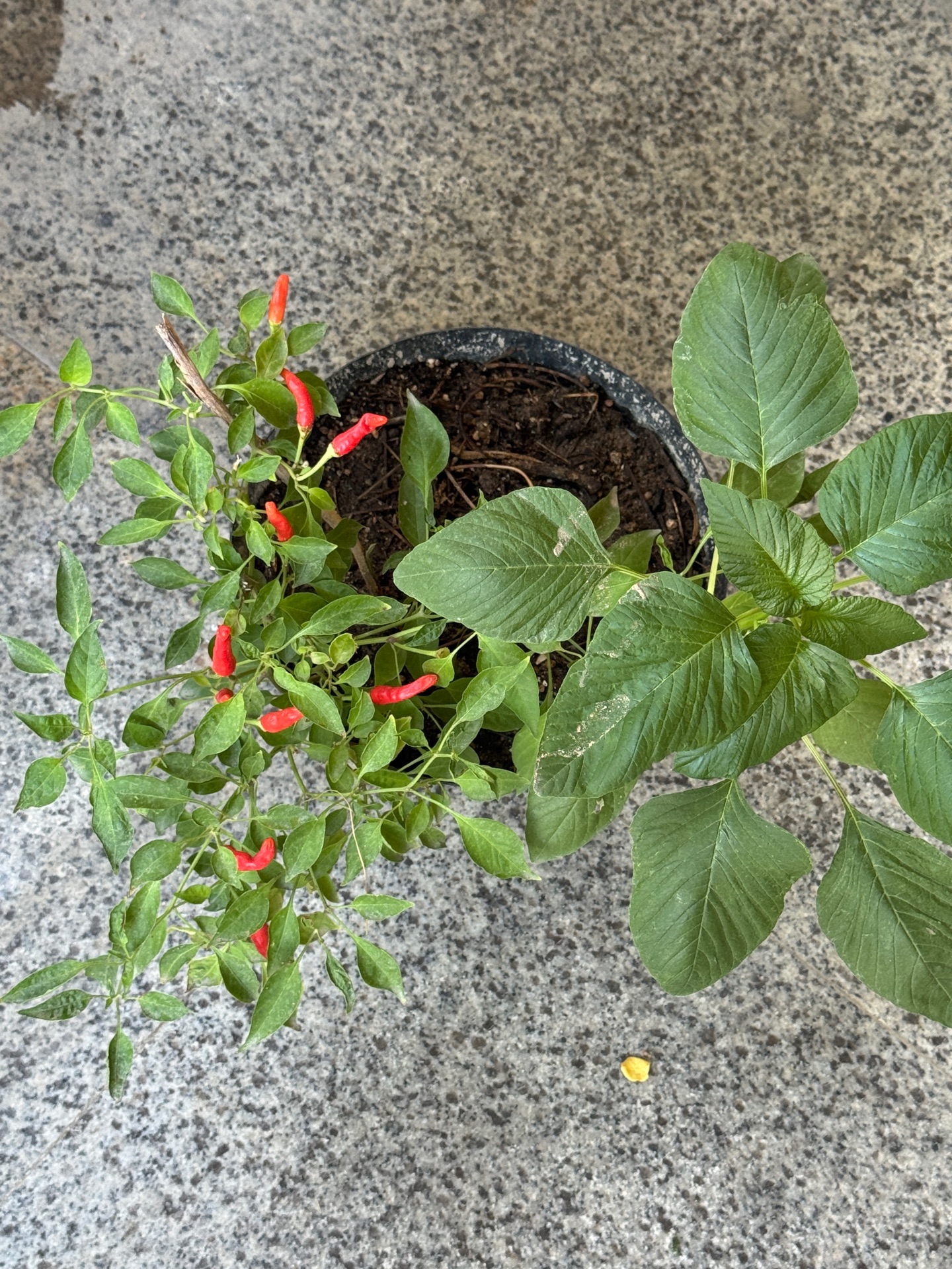 Plants for sale - Image 3
