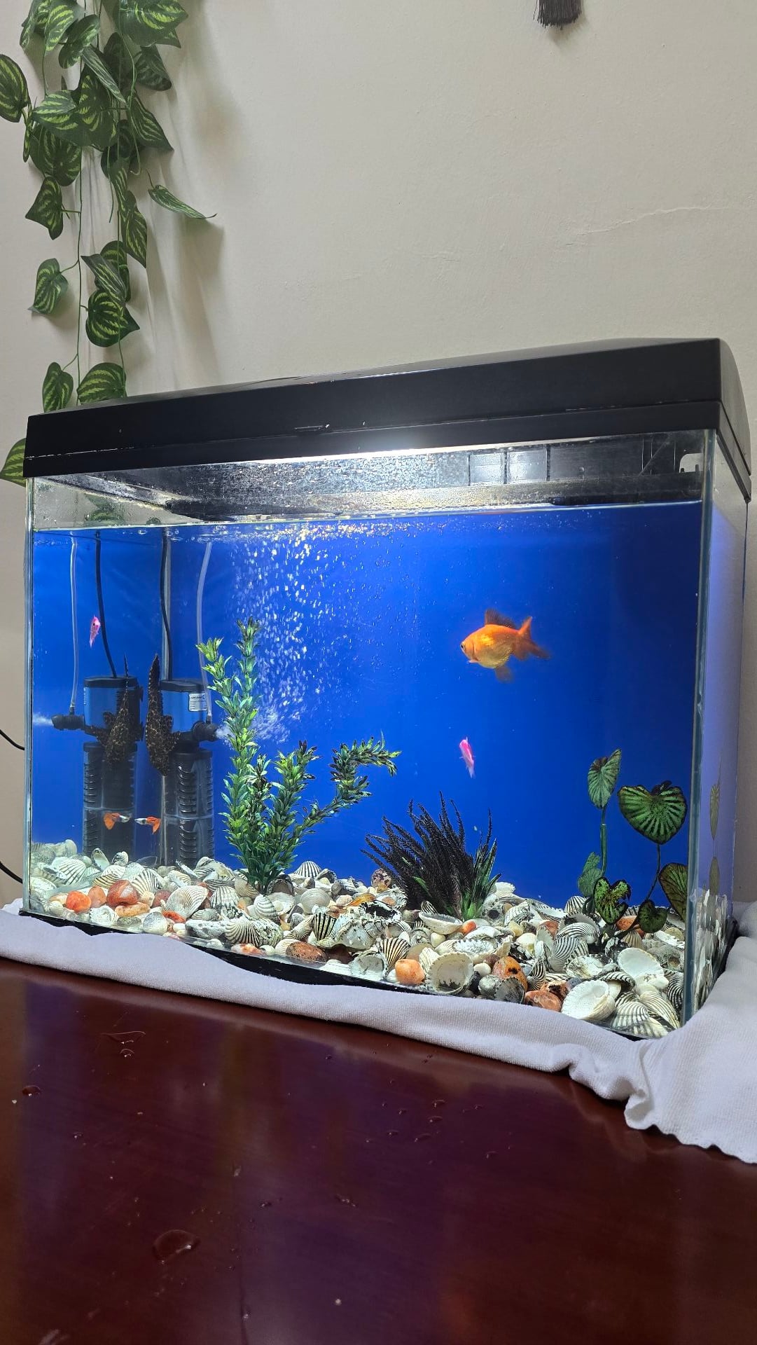 Ready Aquarium for Sale - Image 3