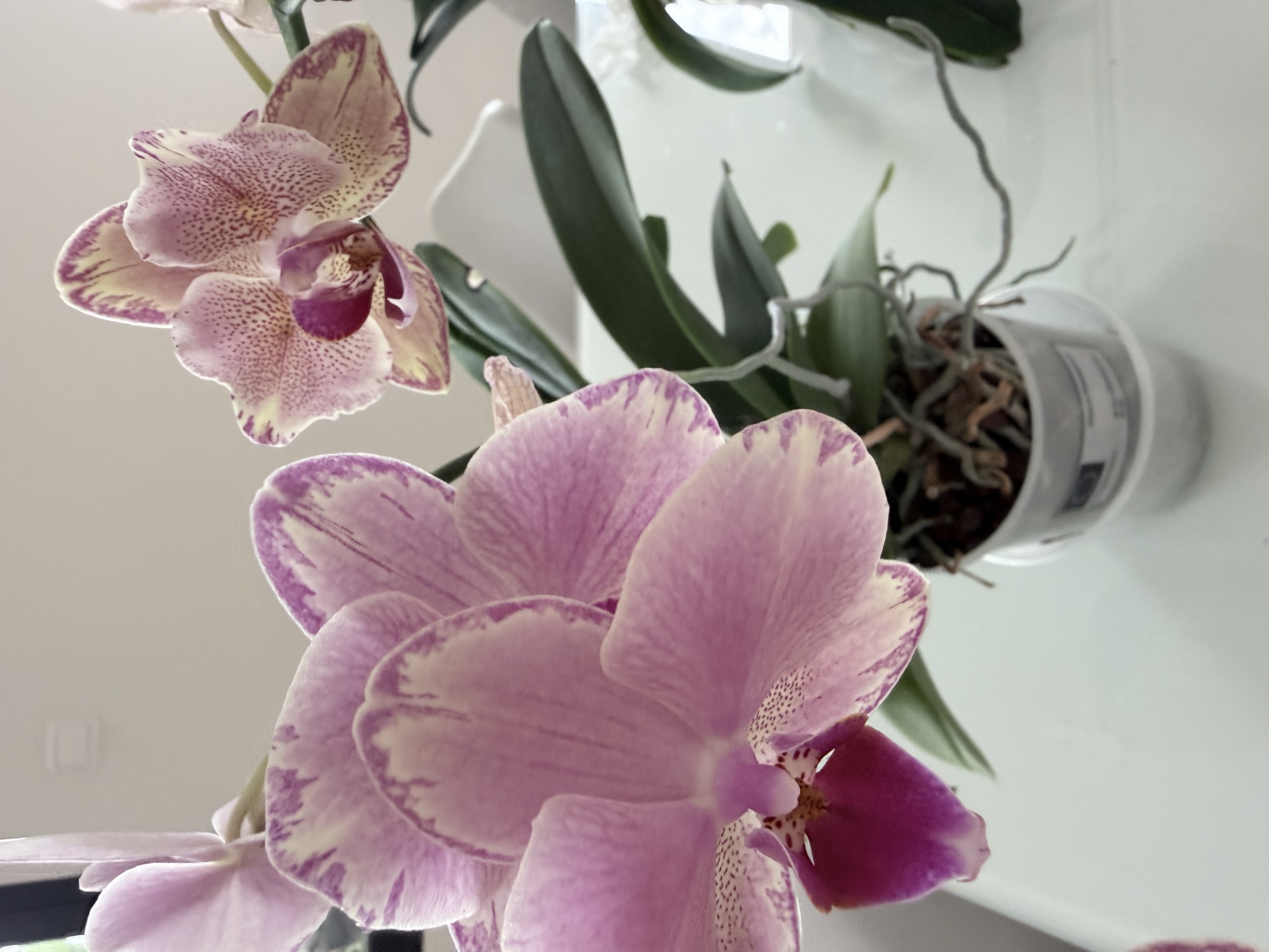 Orchids to choose indoor plants  - Image 5