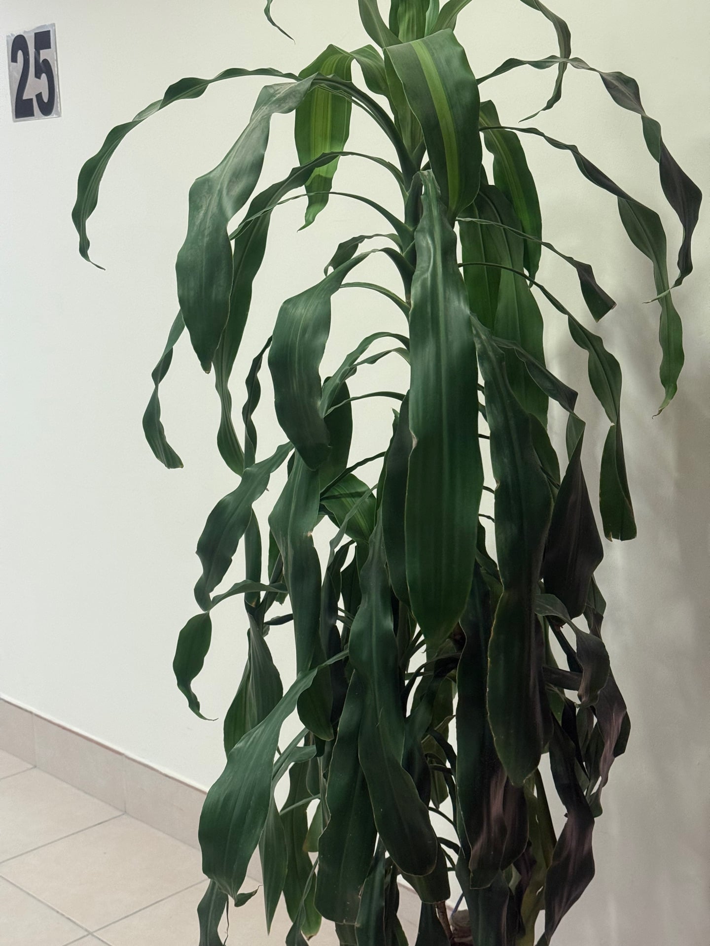 Indoor plant for sale  - Image 2