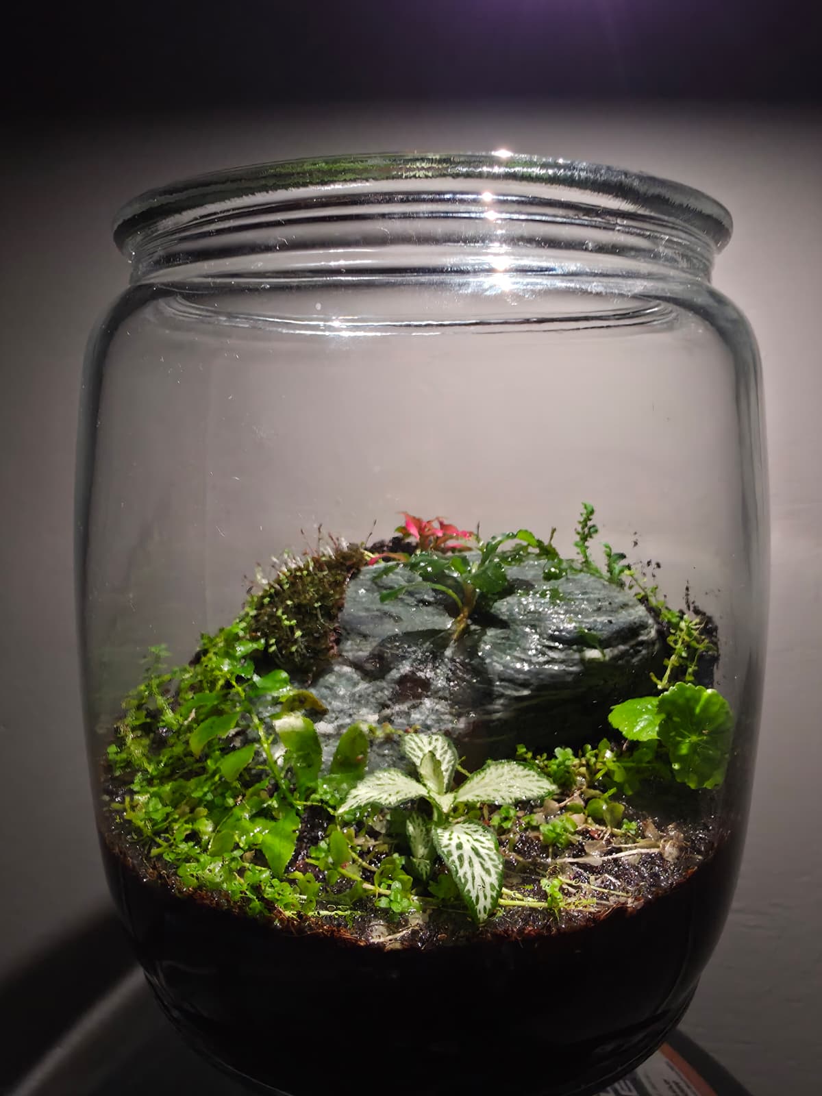 Handcrafted Mini Terrarium – Low Maintenance Indoor Garden - Image 2