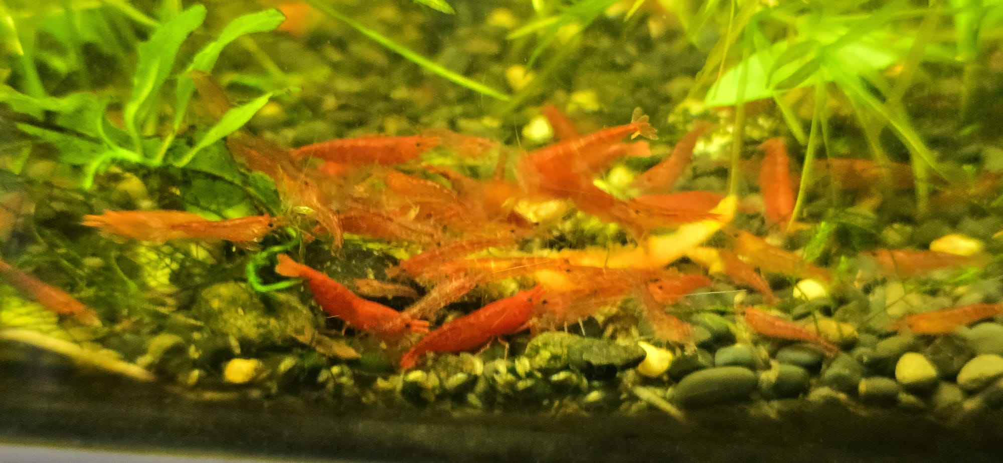 3 pcs red shrimps 10qr for aquarium fish tank - Image 4