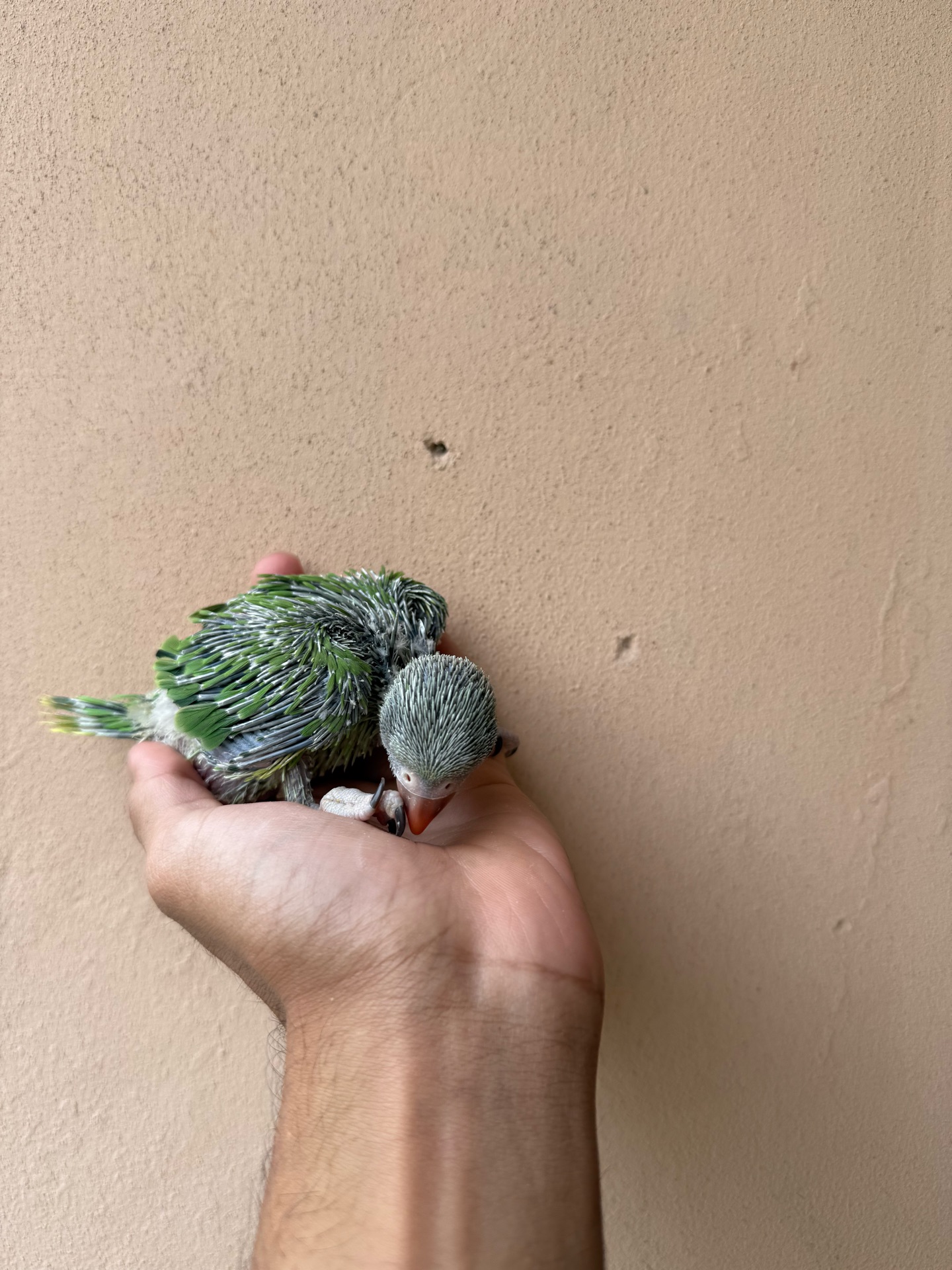 Indian Ringneck chick - Image 4