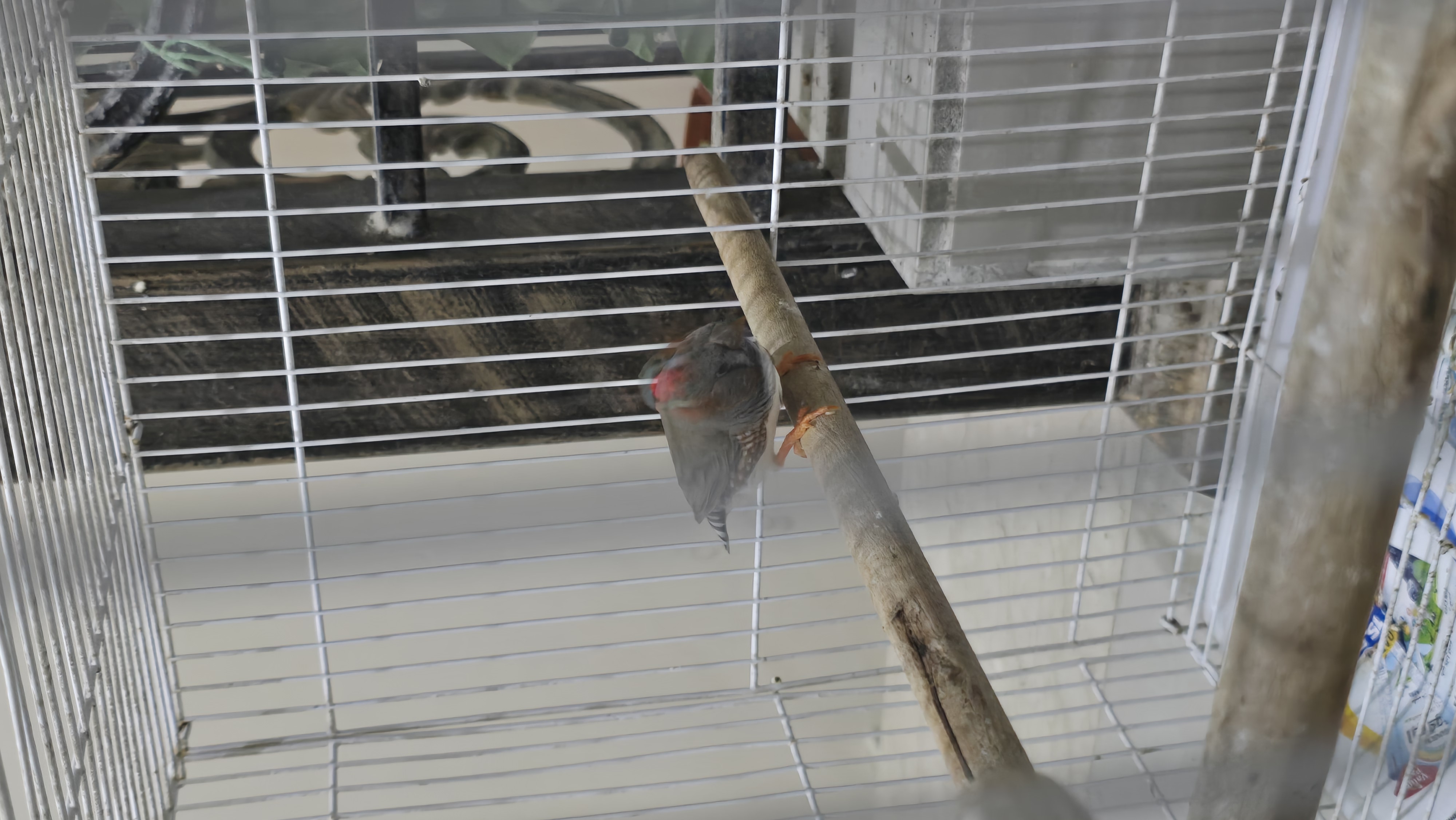 Bird (Finches) - Image 4