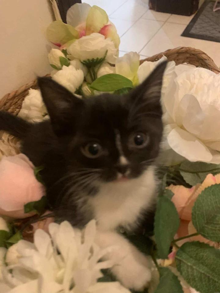 Two Persian mix male kittens for adoption FOR FREE  - Image 5