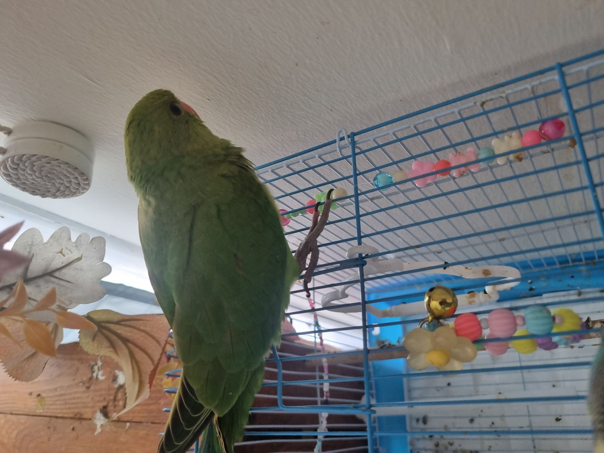 Baby parrot - Image 3