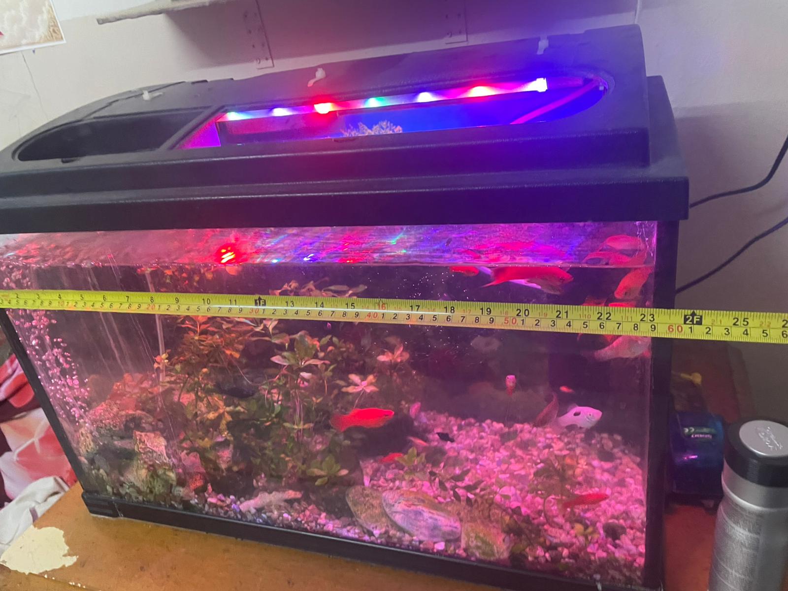 حوض سمك عاجل (يشمل أسماك وملحقات) للبيع بسبب السفر خارج البلاد! 🐠 - Image 4