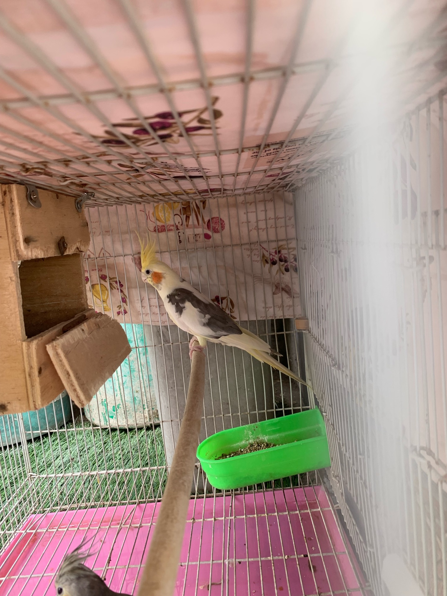 Cockatiels pair with big cage for sale  - Image 8