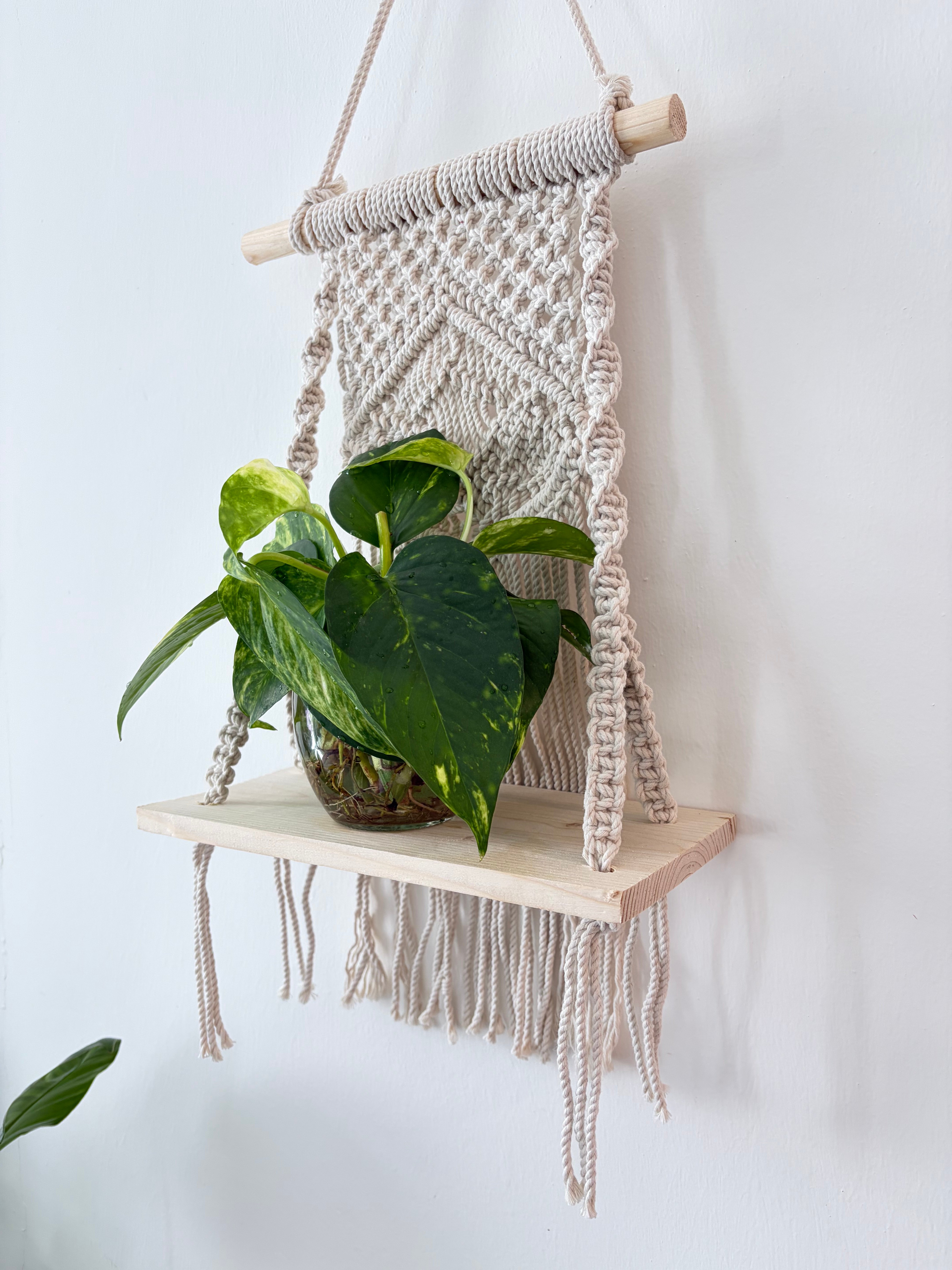 Pothos in water with hanging decor  - Image 2