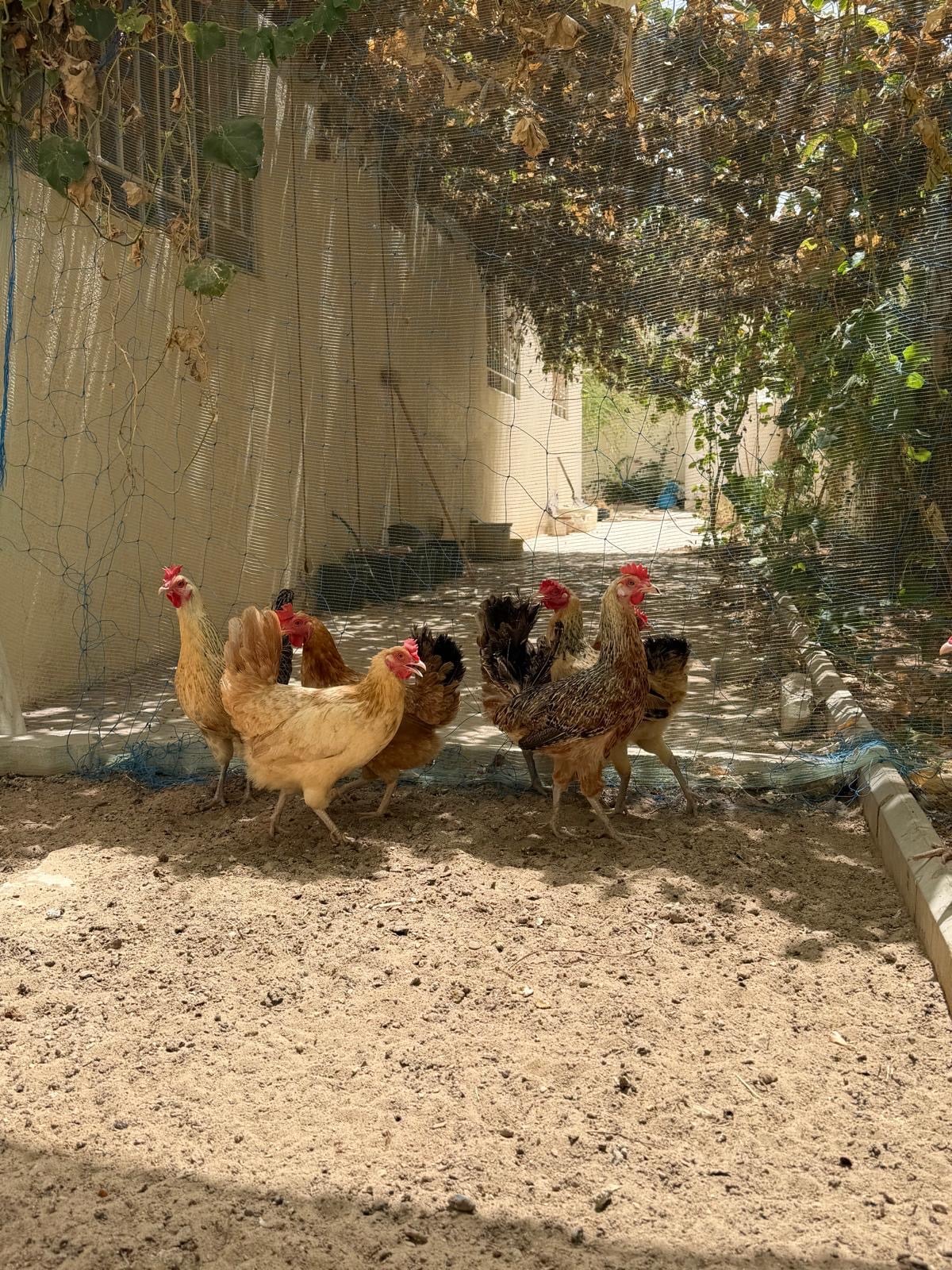 EGG LAYING HENS - Image 4