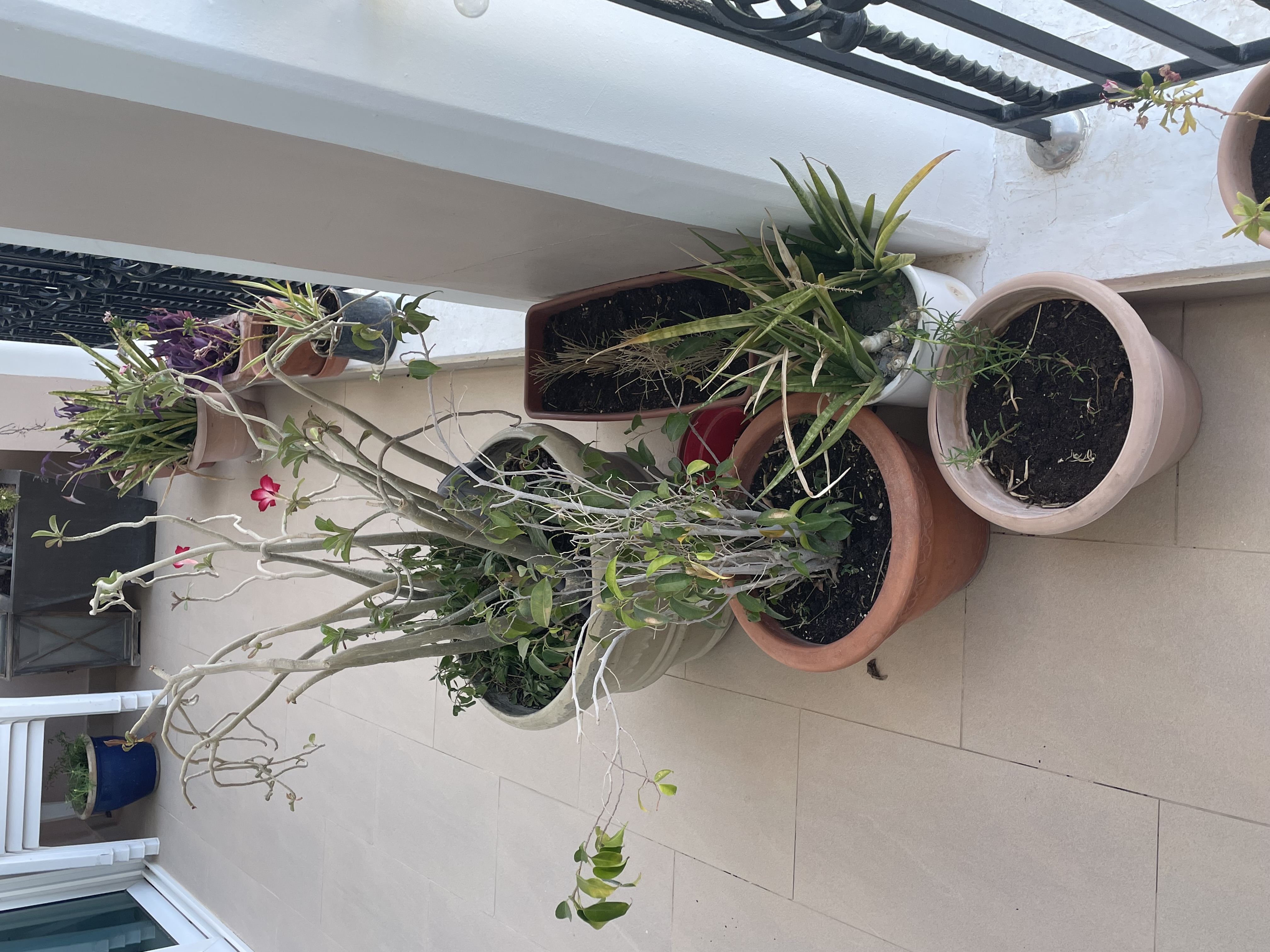  Plants for sale – large collection, all sizes - Image 8