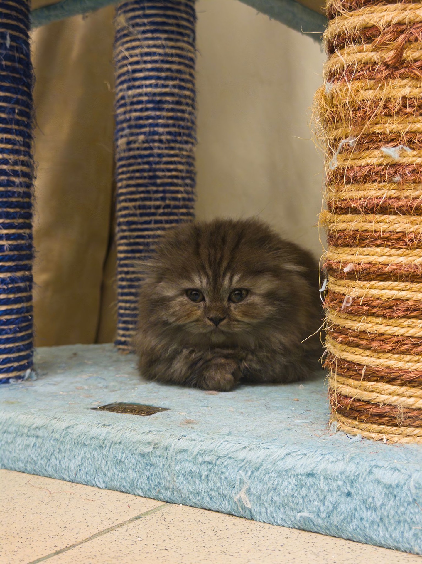 Scottish Fold Female  - Image 4