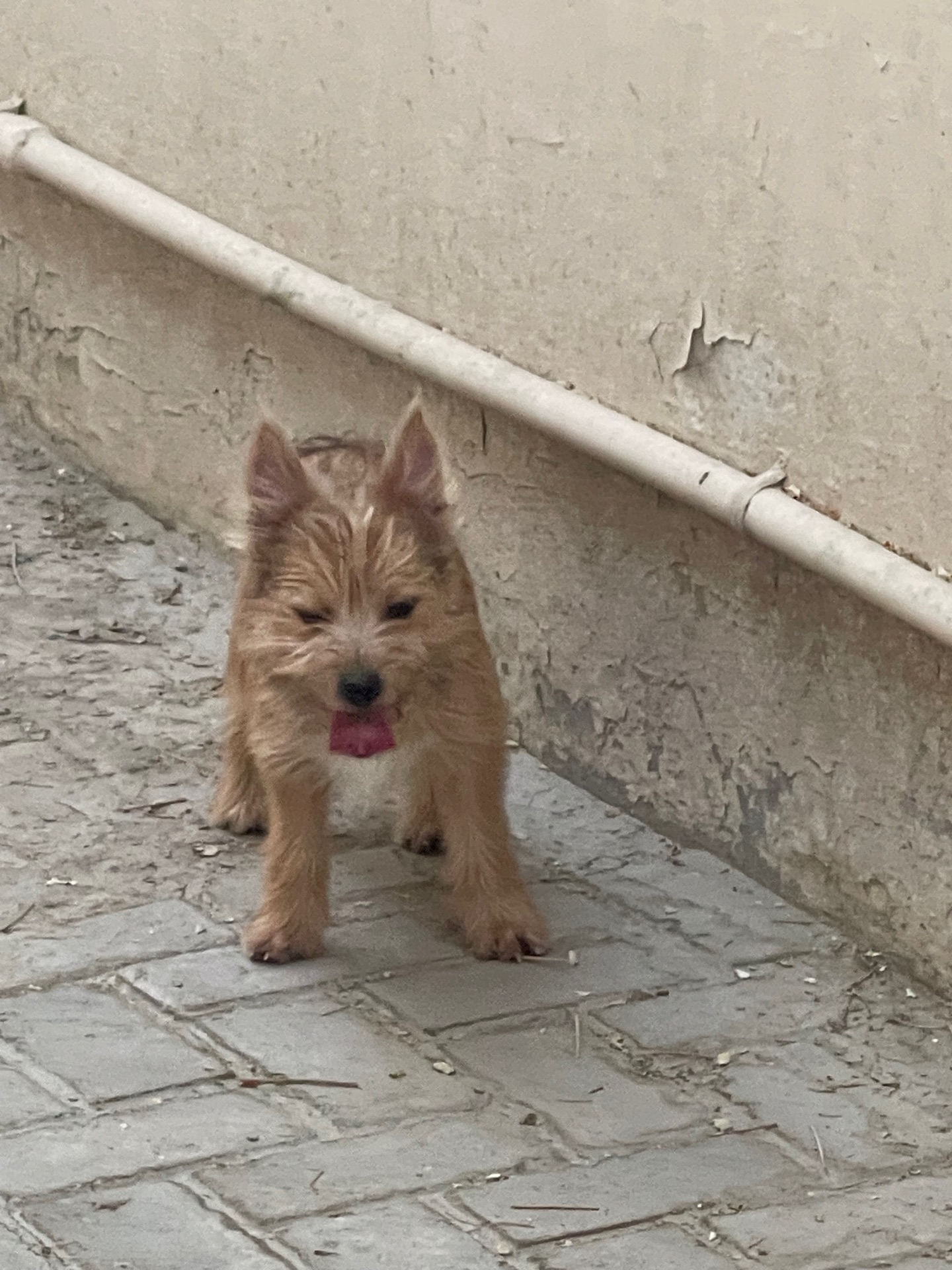 5  month old Puppies - Image 7