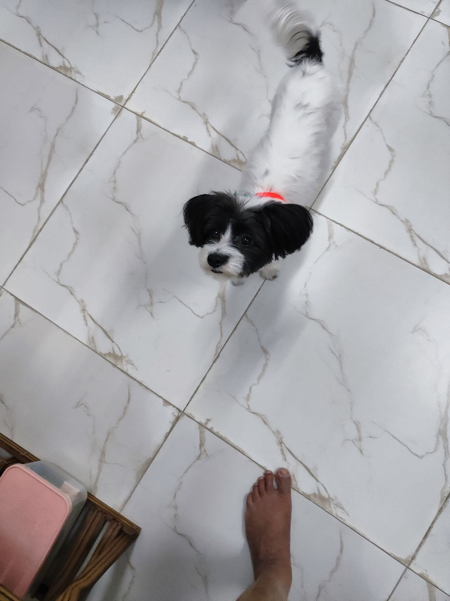 Dog for you🐶 - Image 4