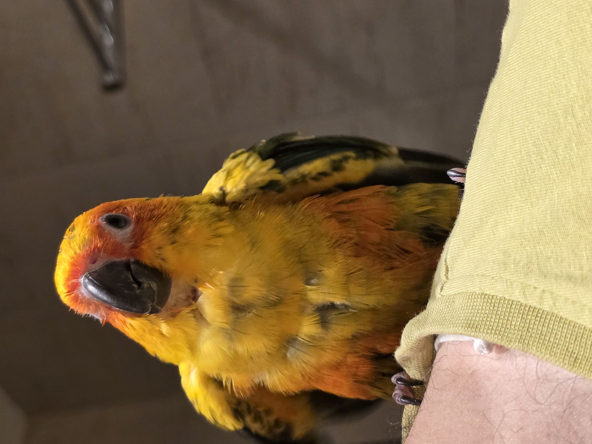 Mango parrot (sunconure) 8 months old - Image 2