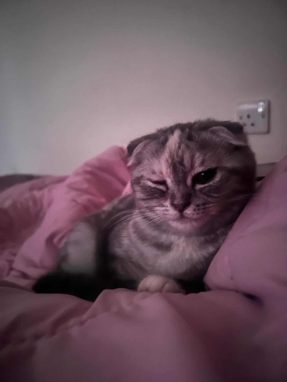 Cats for Adoption for free - Image 2