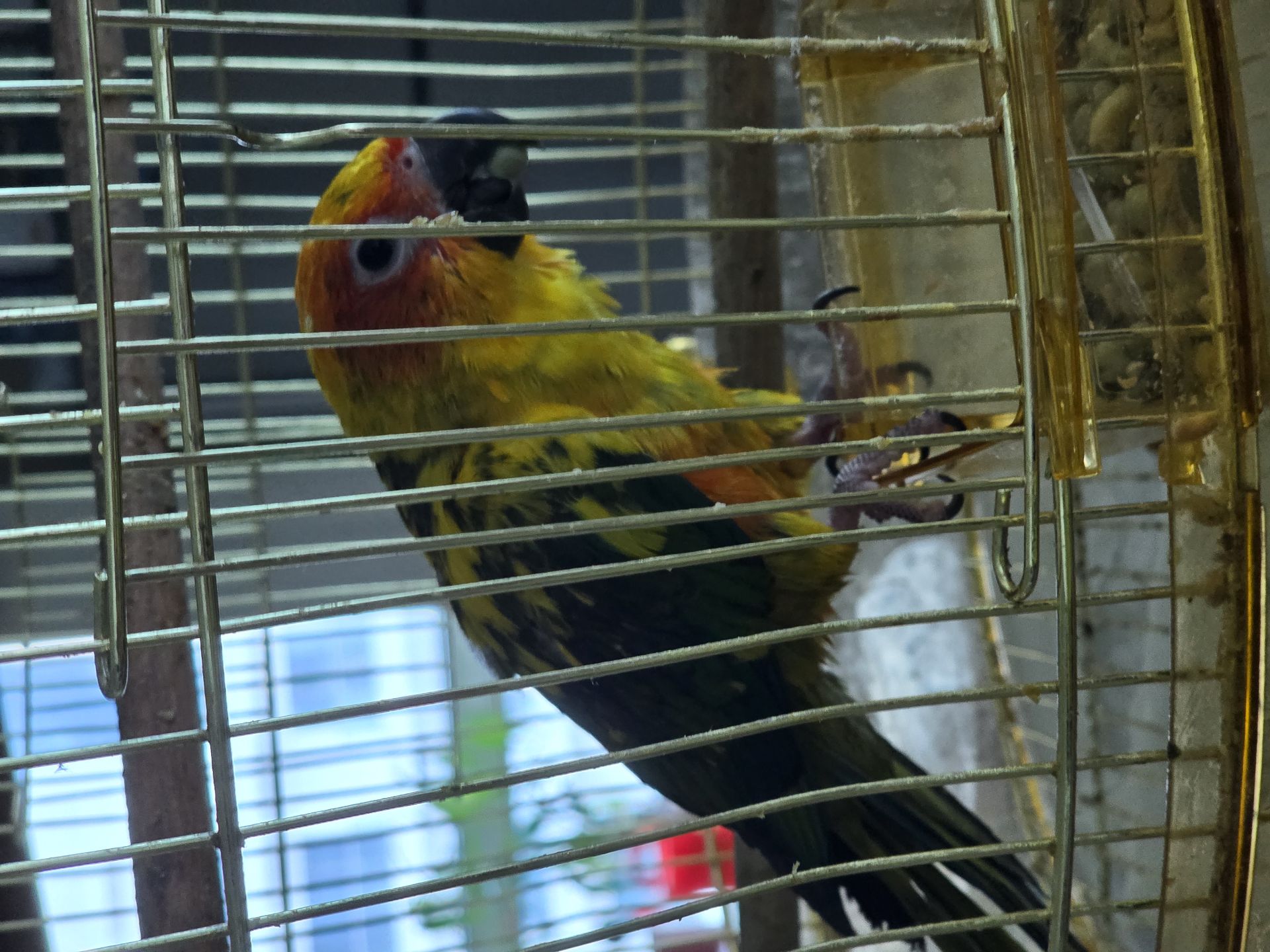 Mango parrot (sunconure) 8 months old - Image 3