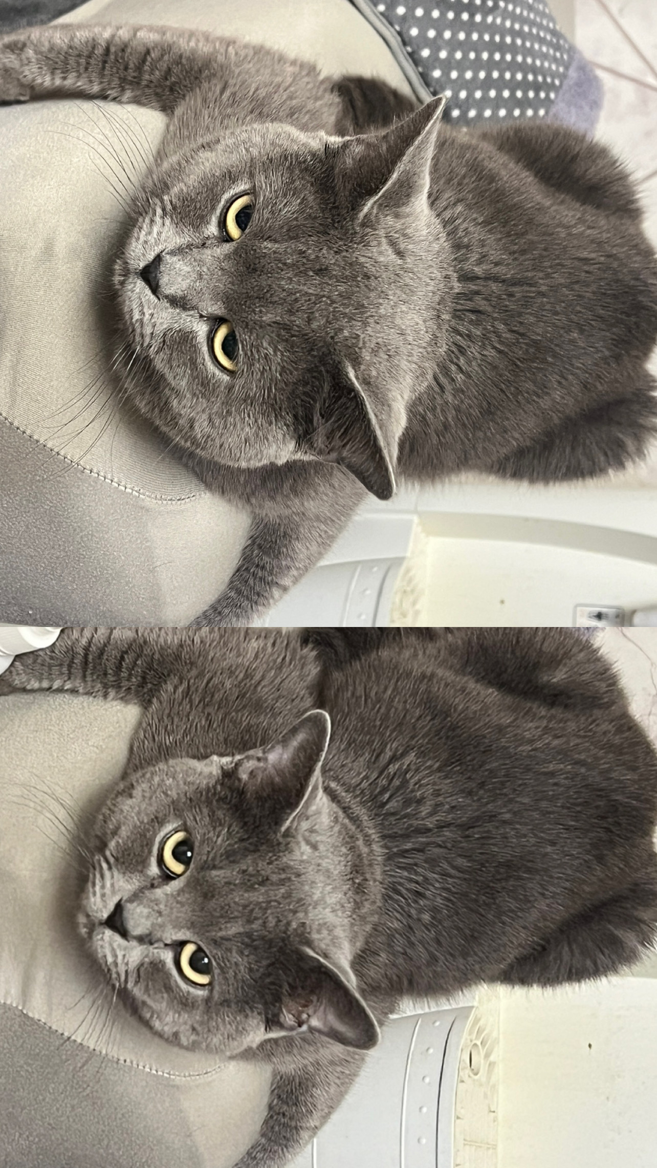 Cat  Urgent care  - Image 5