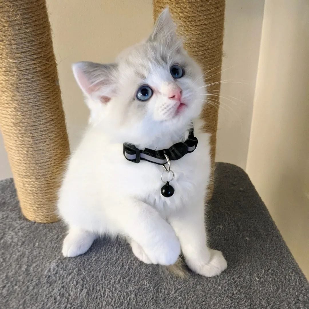 9-Weeks-Old Ragdoll  kitten for Sale - Image 4