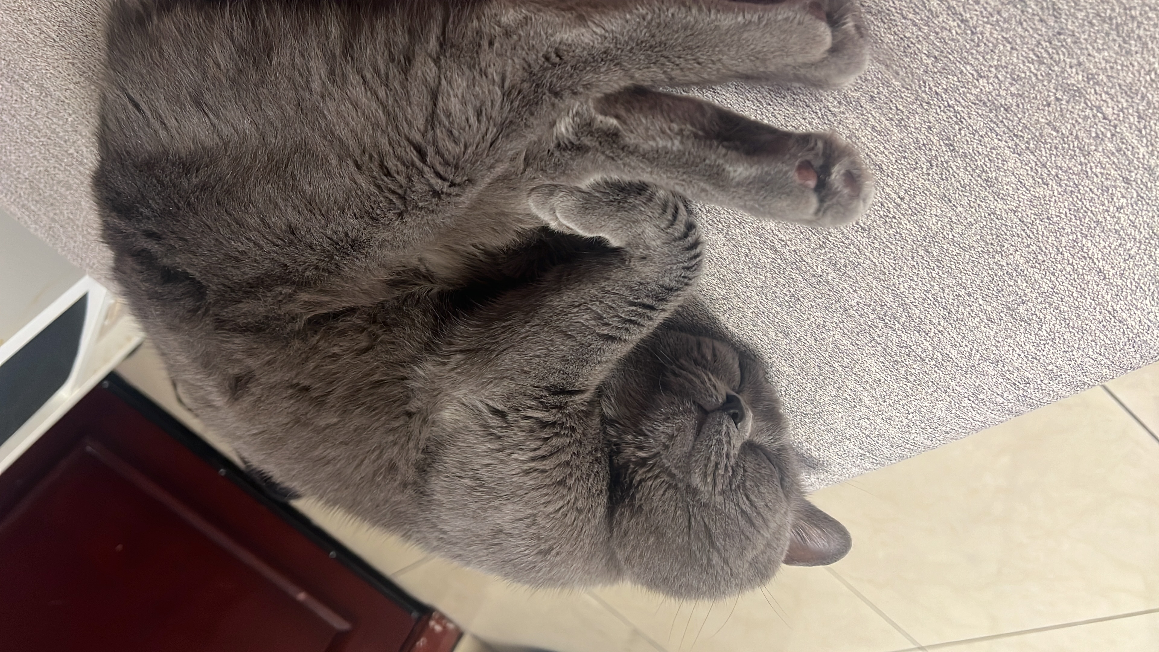 Cat  Urgent care  - Image 2