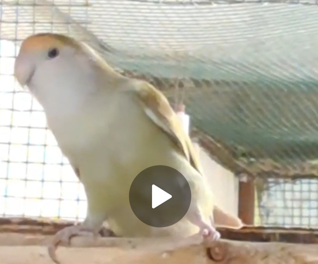 African  love bird - Image 2