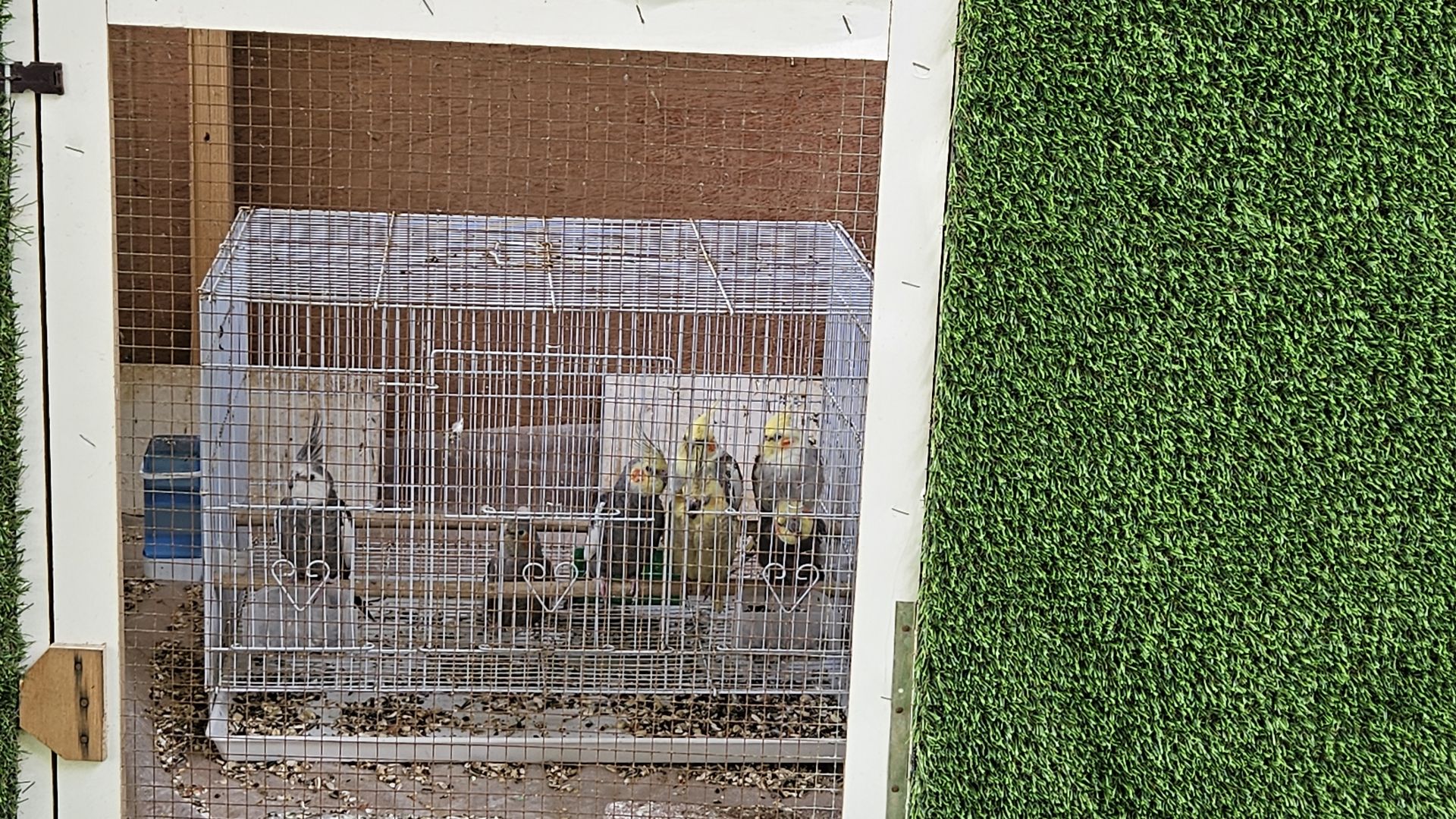 Big wooden cage and Birds for Urgent sale  - Image 4