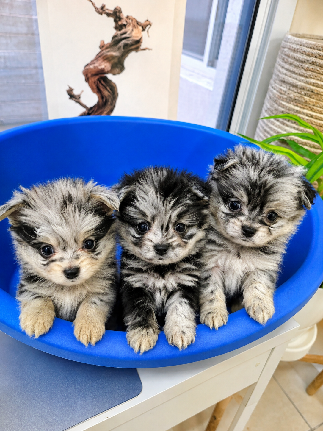 Pomapoo - Image 9