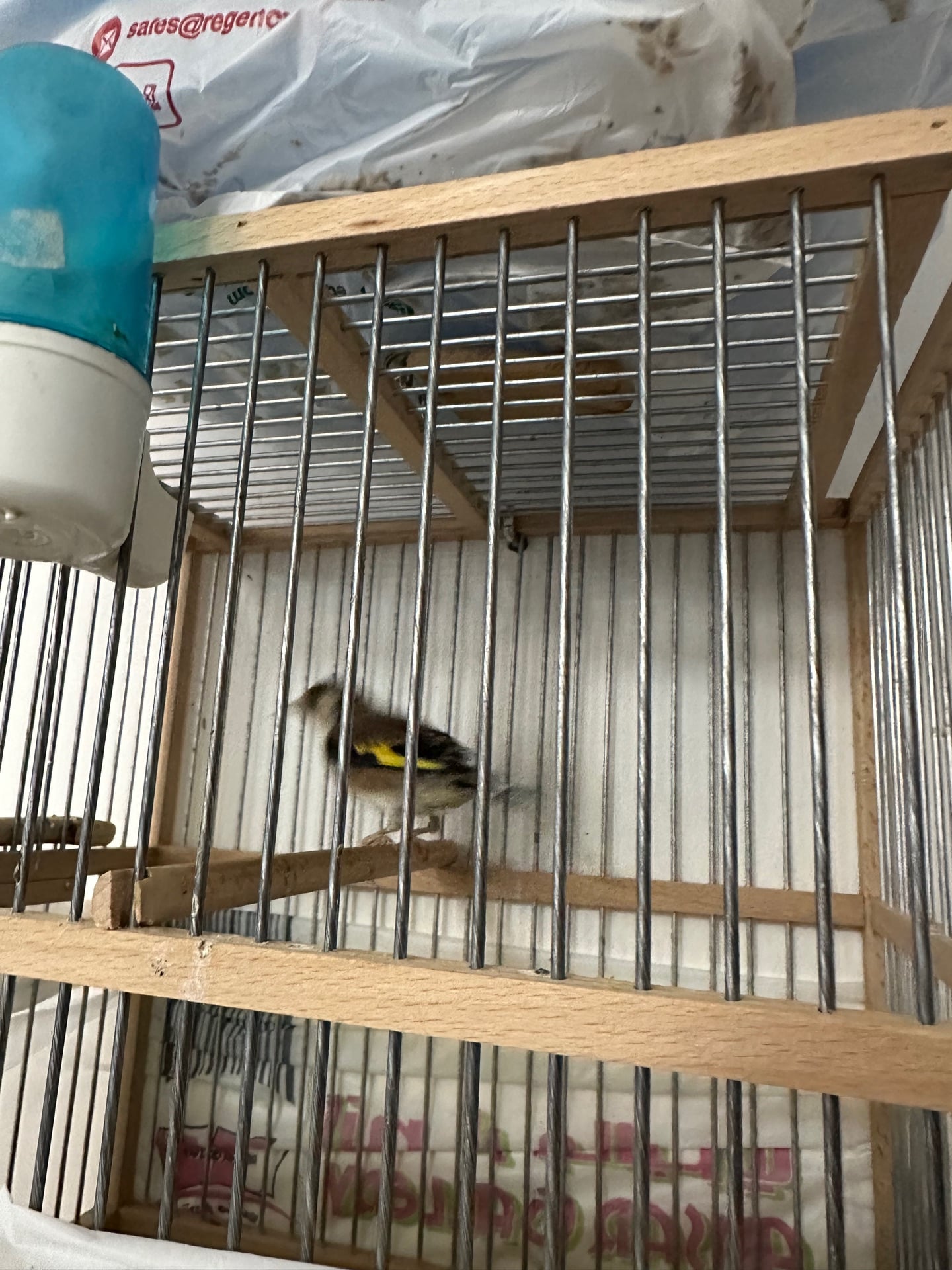 Hassoun female bird - Image 2