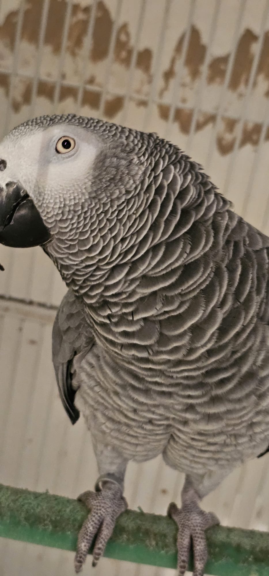 Birds for Sale - Healthy and Vibrant Pets - Image 6