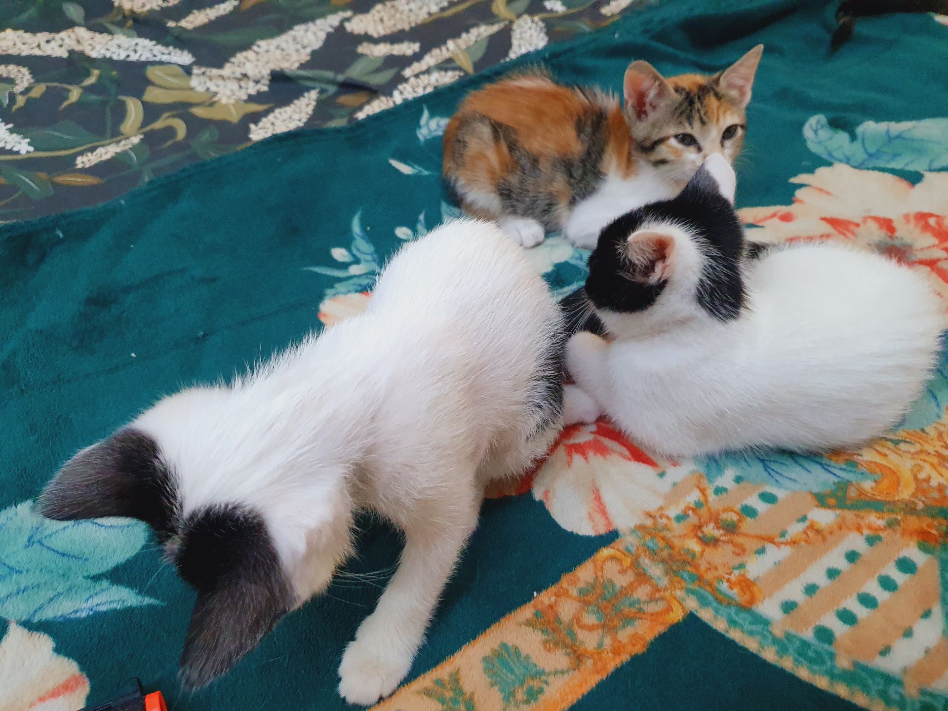 2.5 month's old kittens for adoption  - Image 4