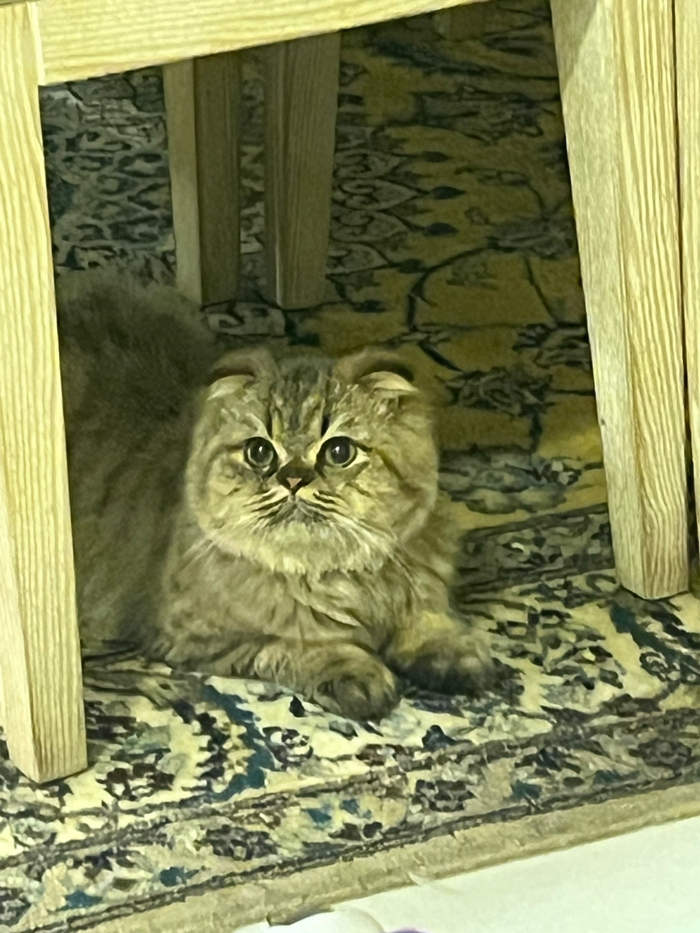 قطط سكوتش فولد لونغ هير - Image 4