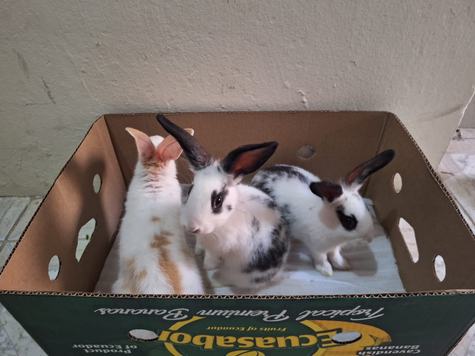  rabbits for sale  - Image 4