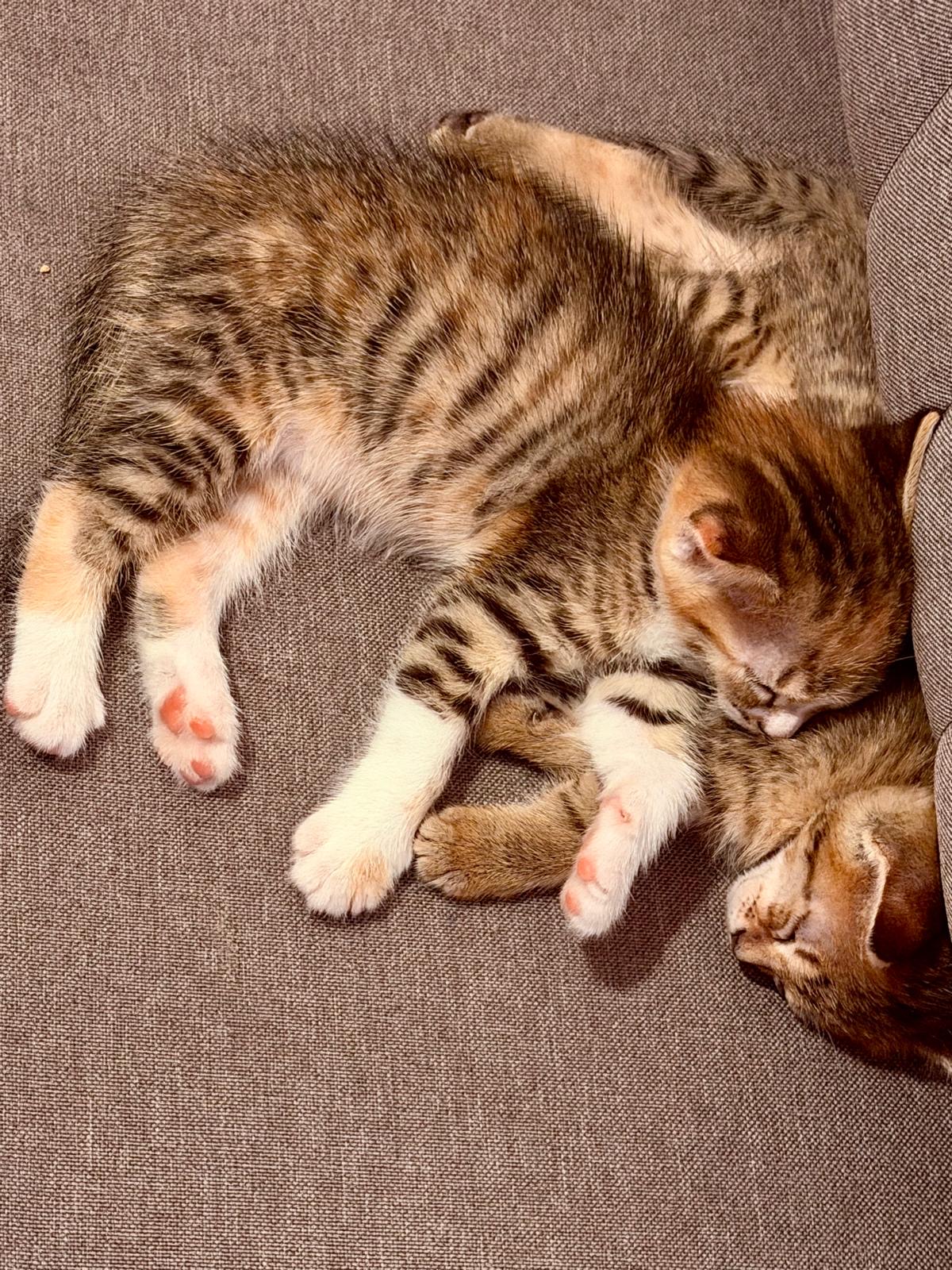 Two kitten female - Image 7