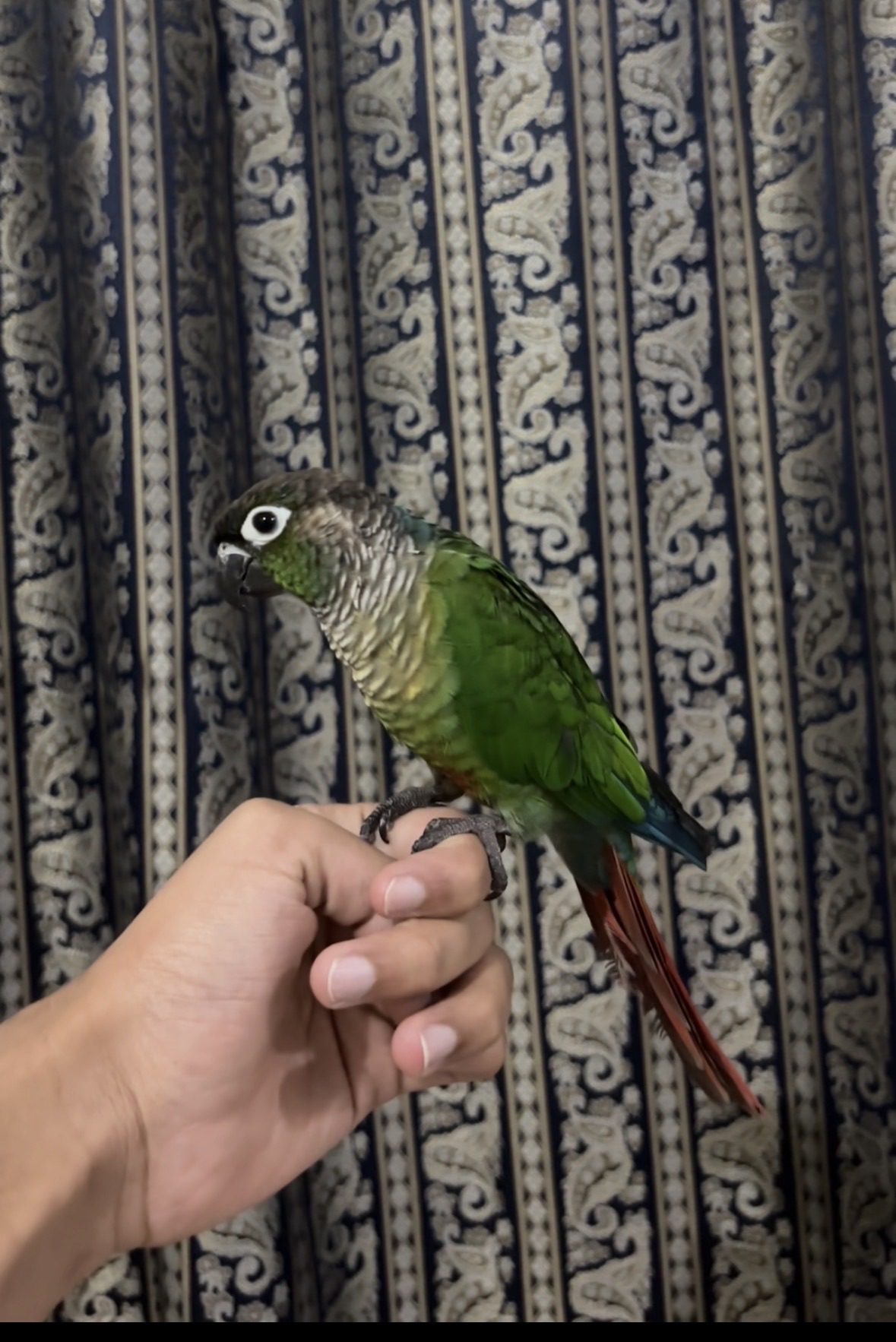 Green cheeck conure - Image 1