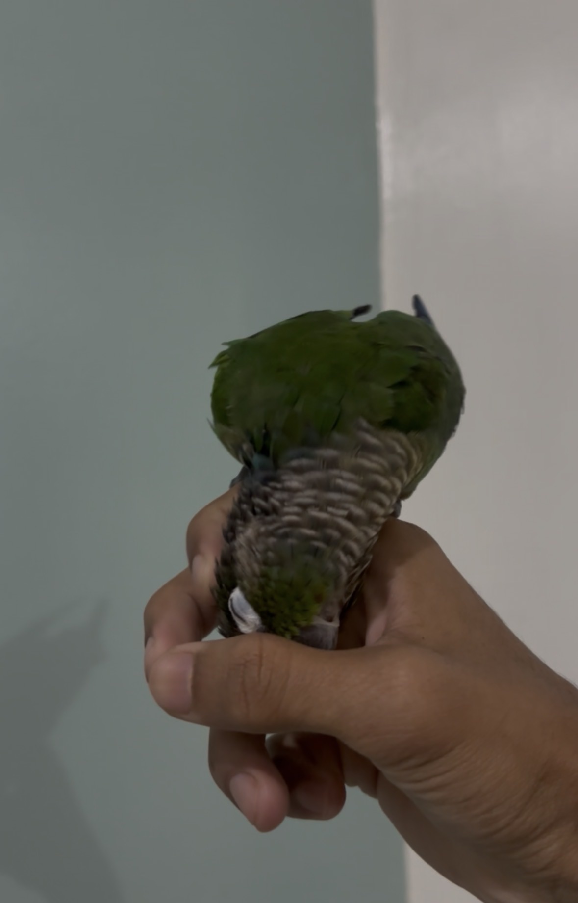 Green cheeck conure  - Image 2