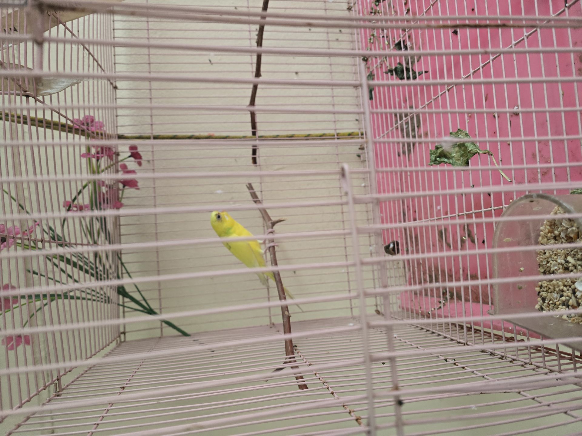 LOVE BIRDS- ABU HAMOUR - Image 5