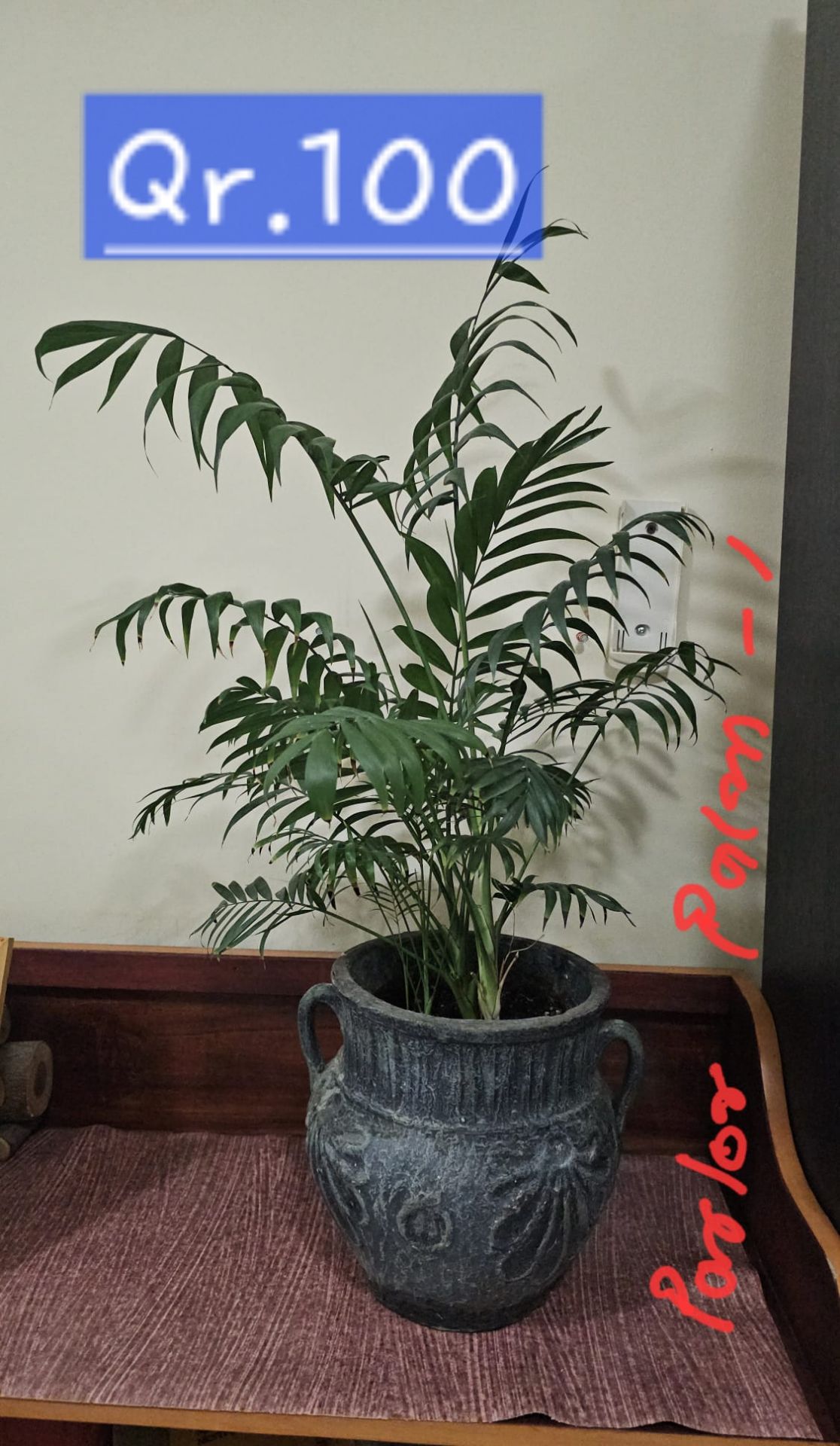 PLANTS FOR SALE WITH TROLLEY  - Image 4