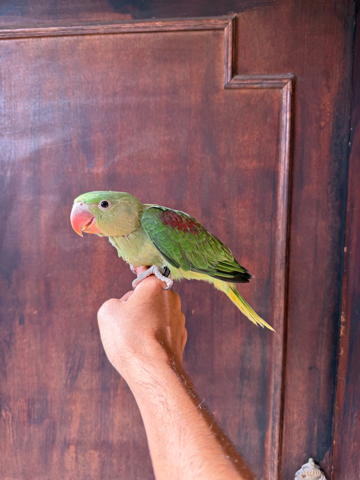 Alexander /nepali parrot chick(male) - Image 4