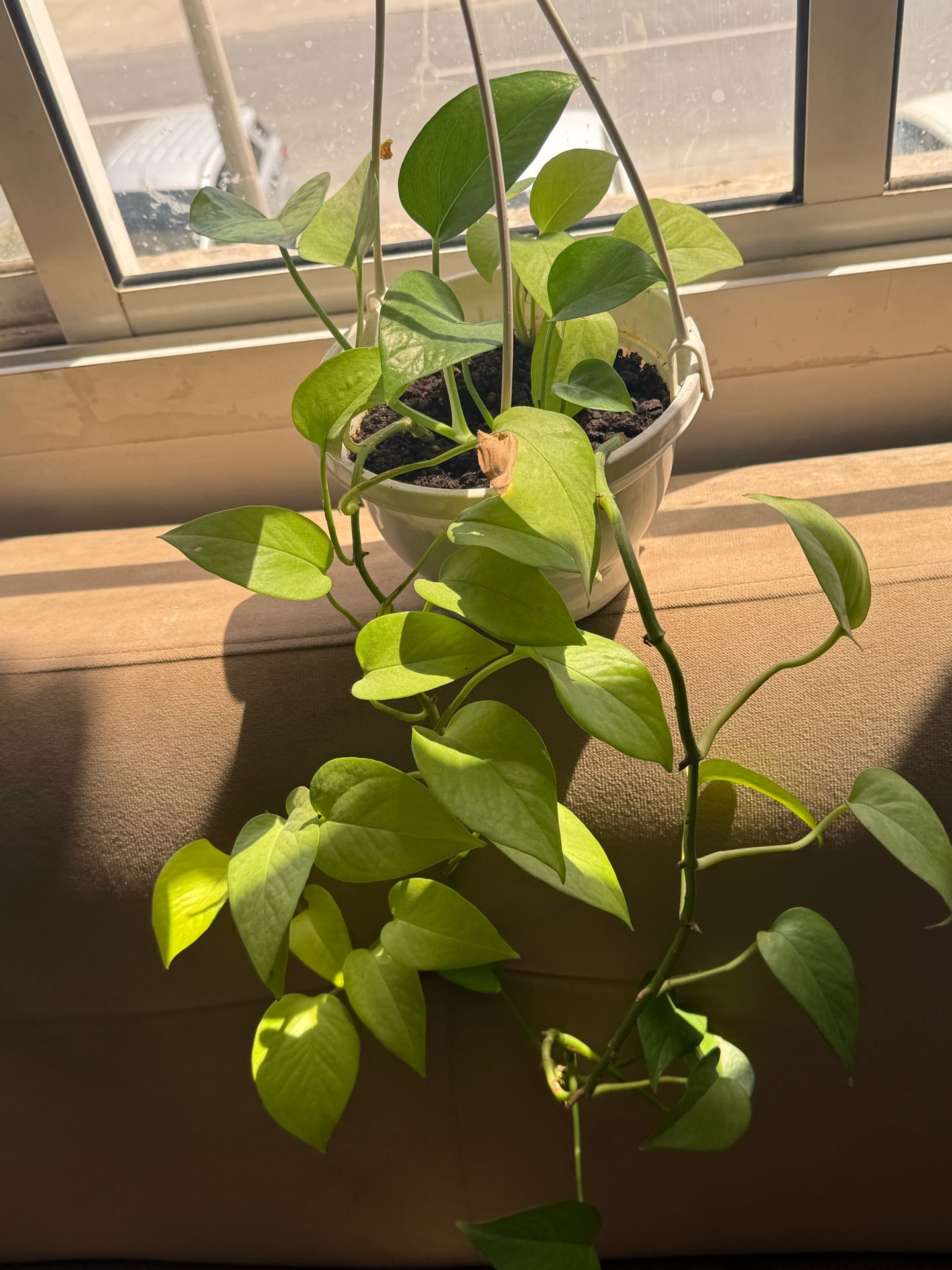 Money plant light green - Image 3