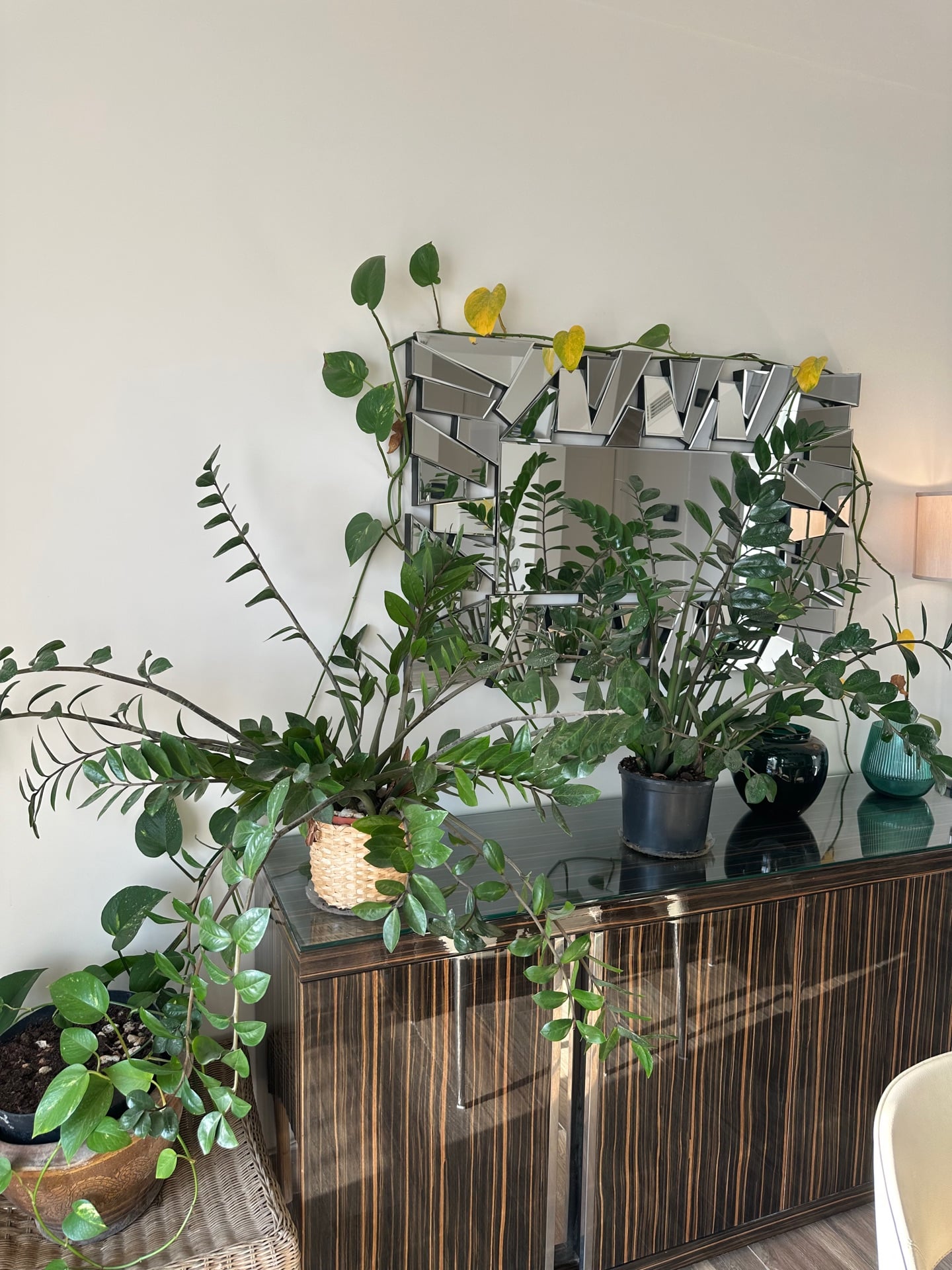 Zamia plant and corn plant/tree - Image 2