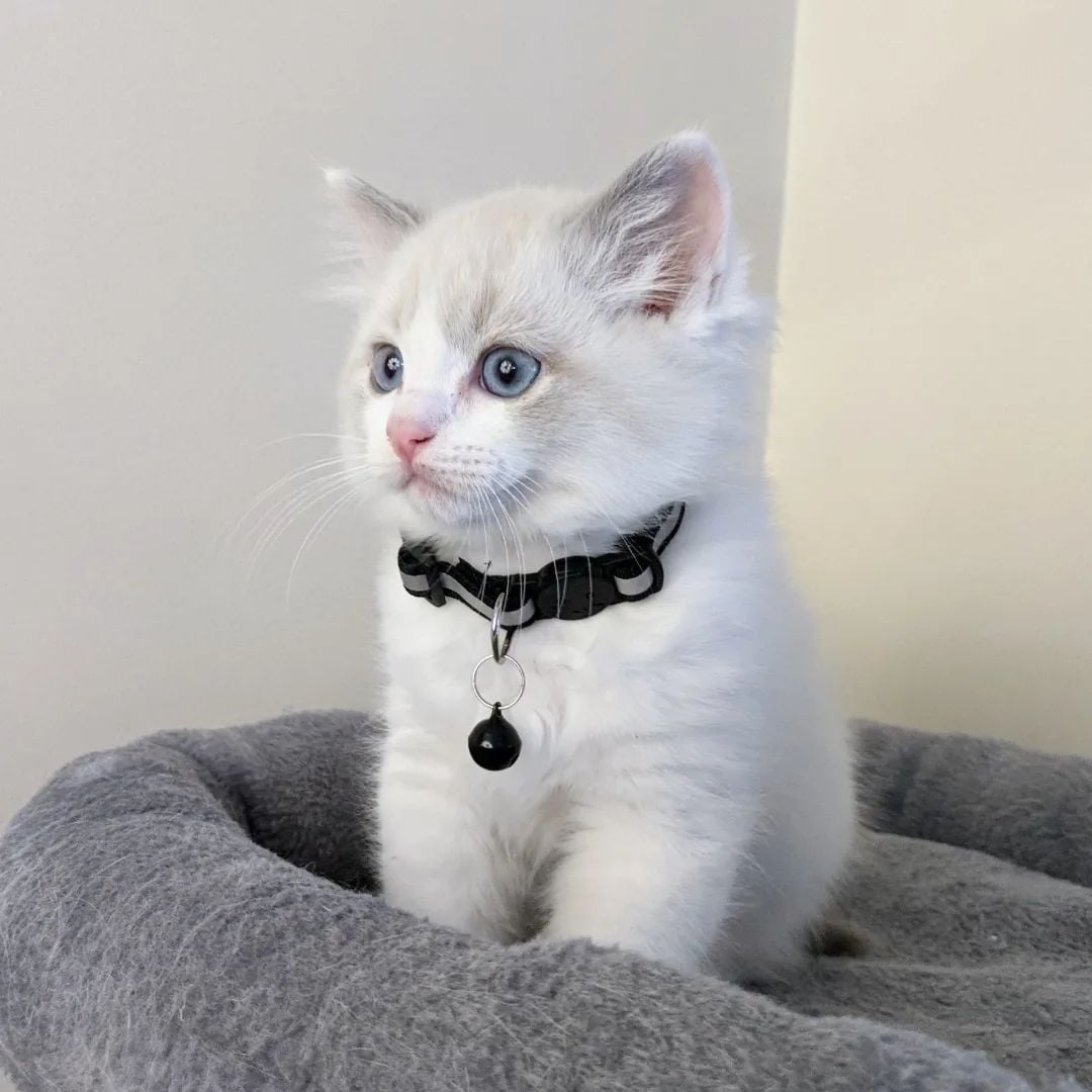 9-Weeks-Old Ragdoll  kitten for Sale - Image 5