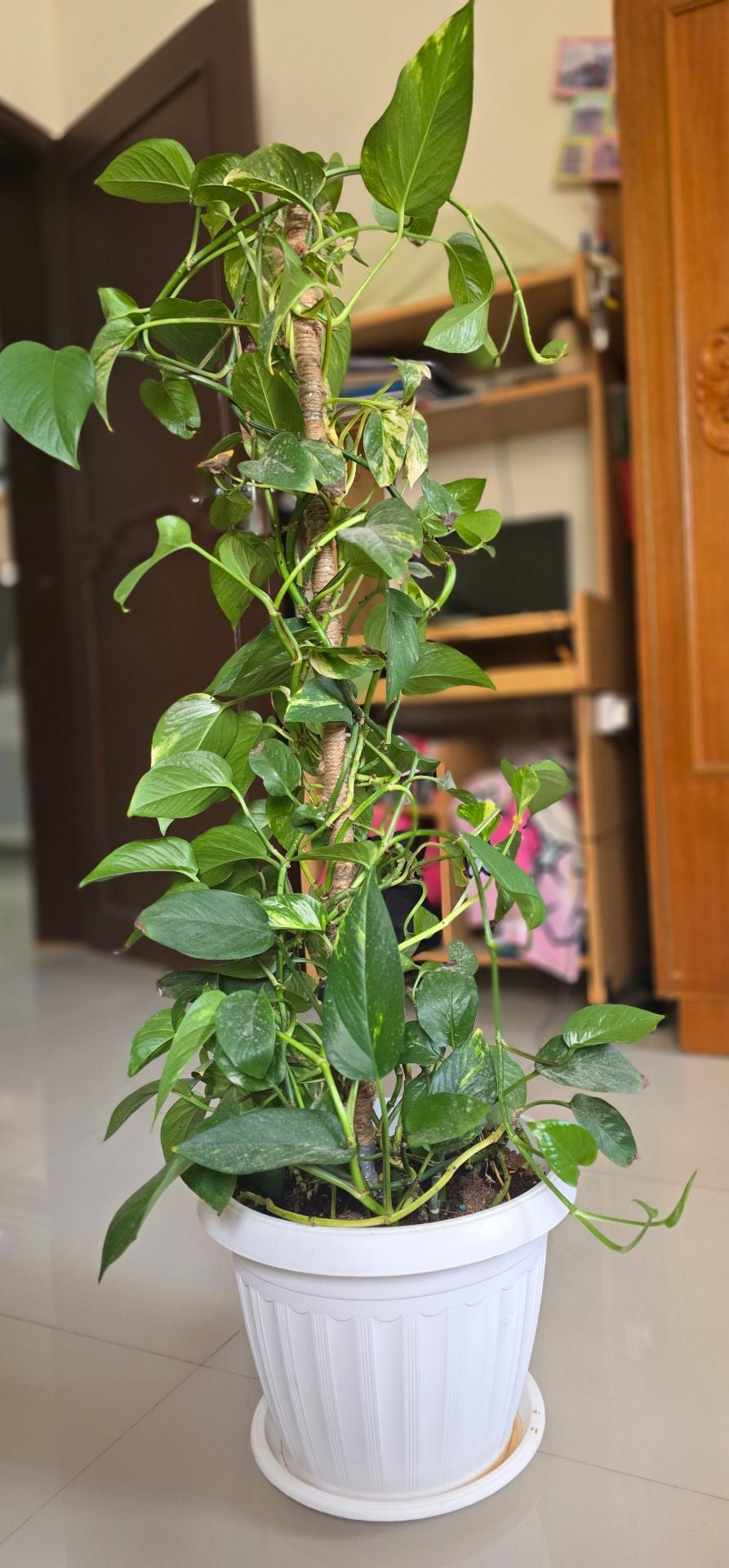 ​🌿 Healthy Money Plant with pot 🌿 - Image 3